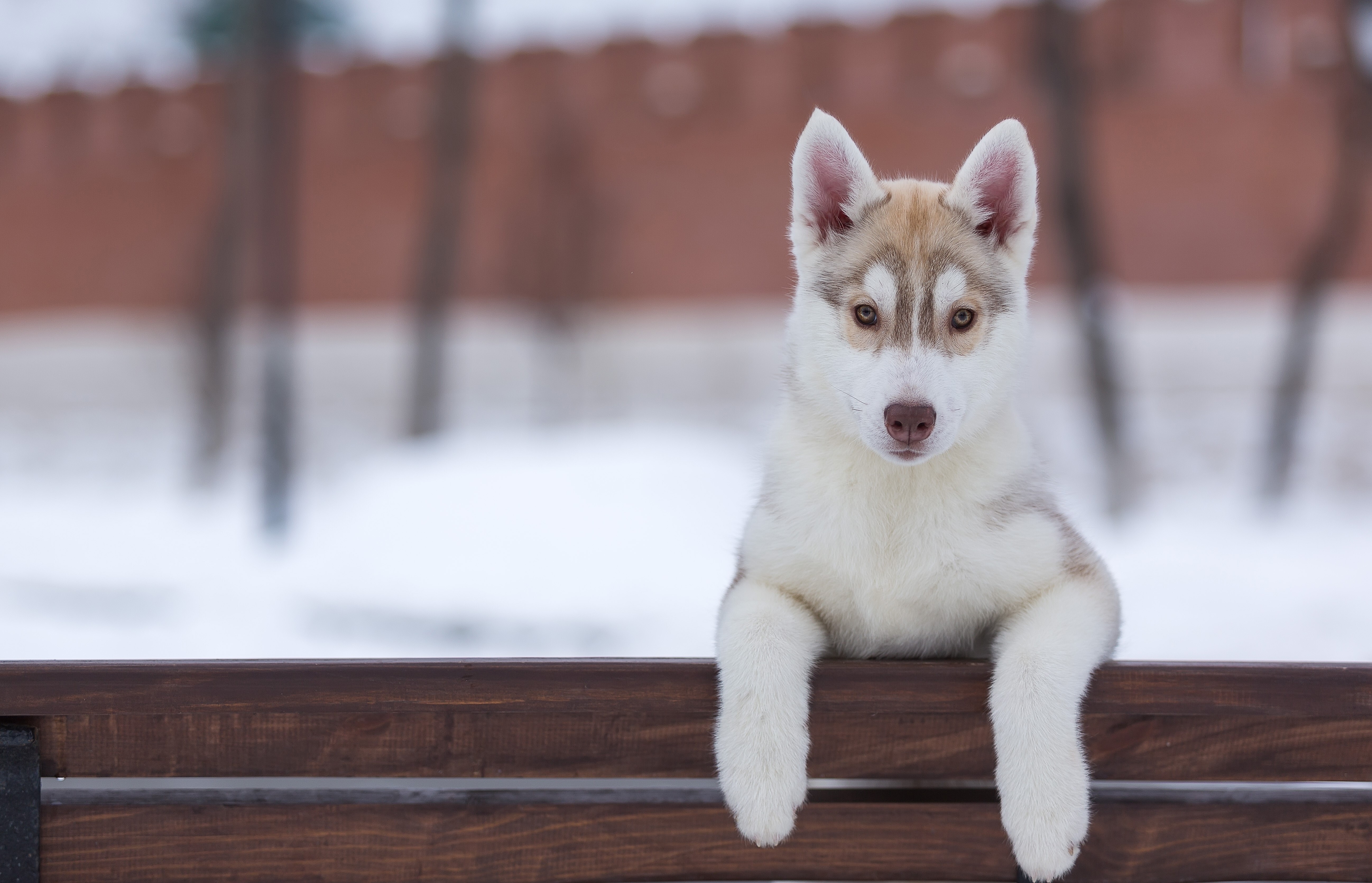 Husky puppy on a wooden bench in winter HD Wallpaper