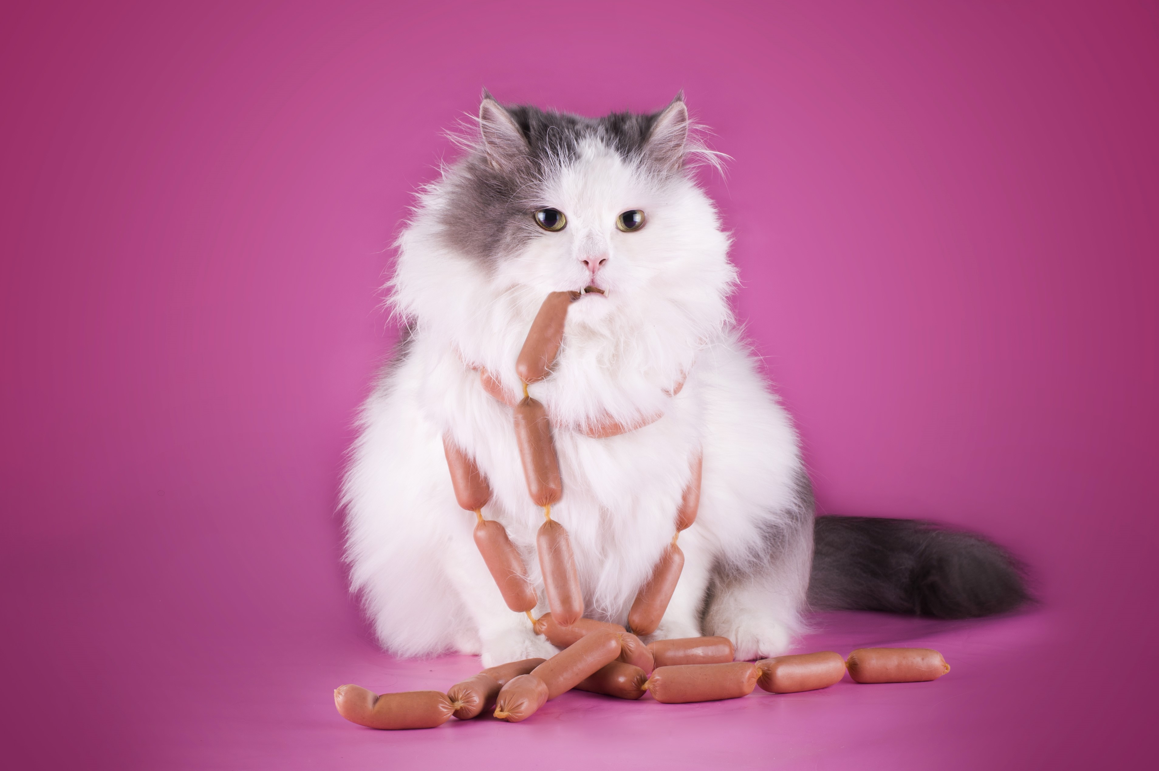 Fluffy cat with sausages around its neck HD Wallpaper