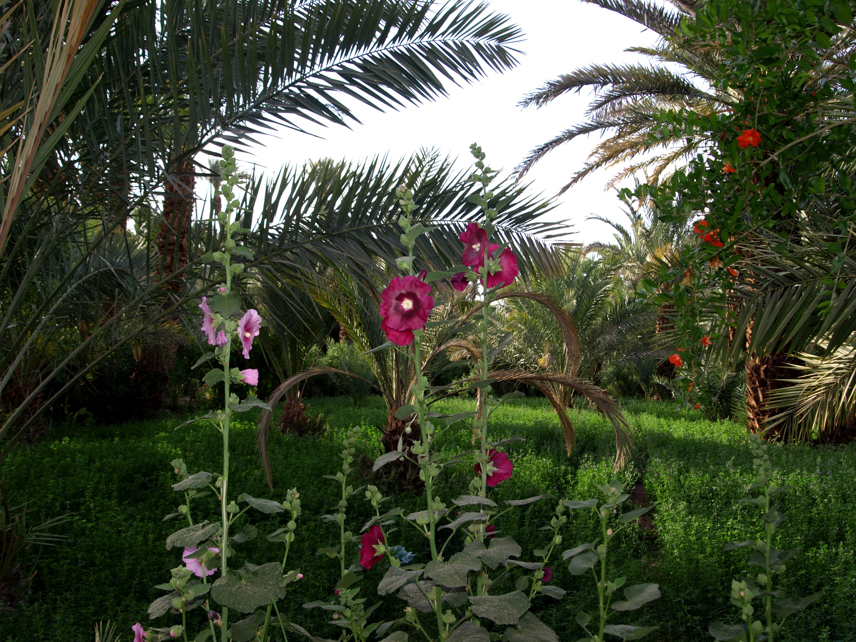 Hollyhocks and palm trees in a garden in Morocco HD Wallpaper