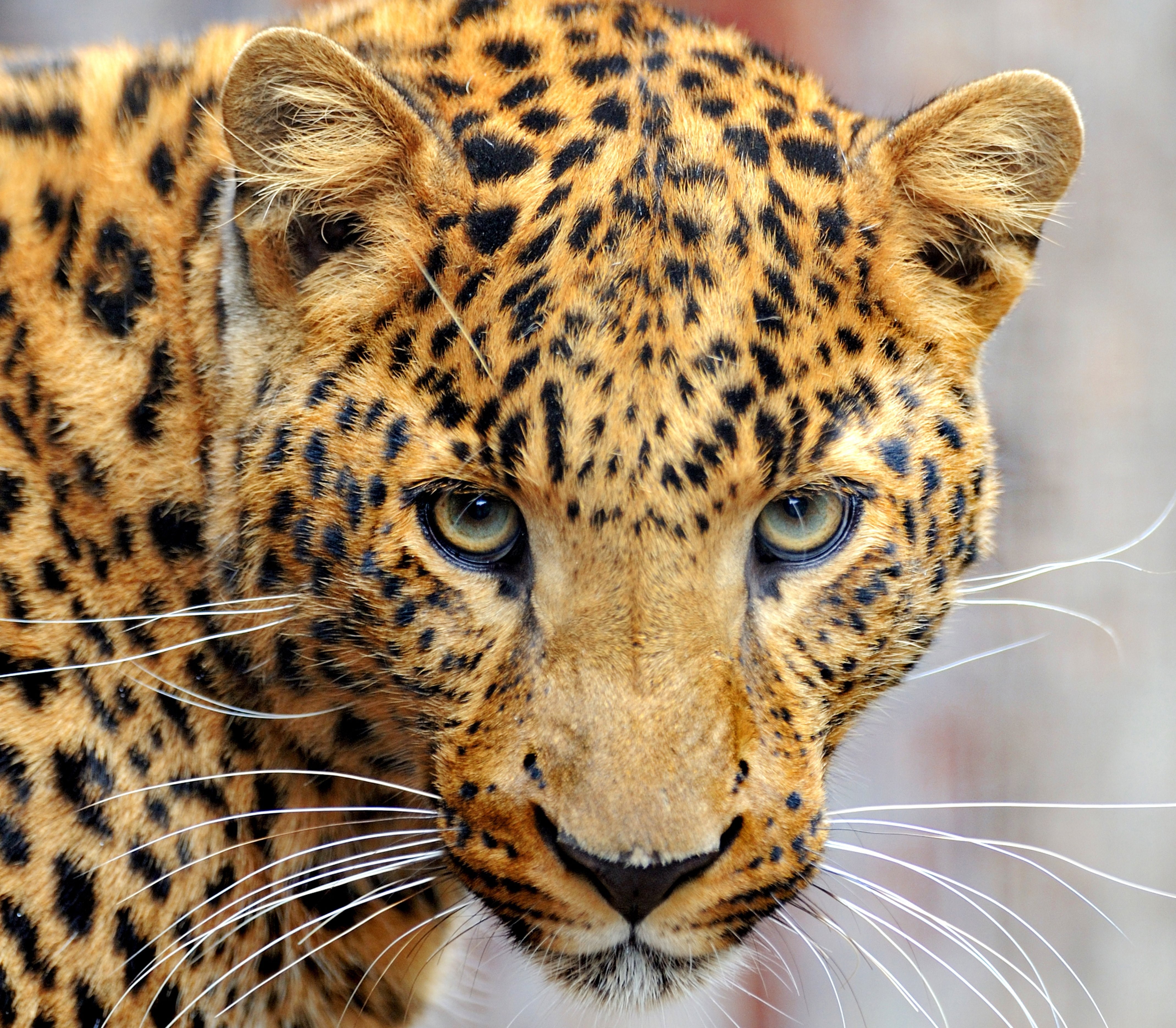Leopard's Glance with Snout and Whiskers HD Wallpaper