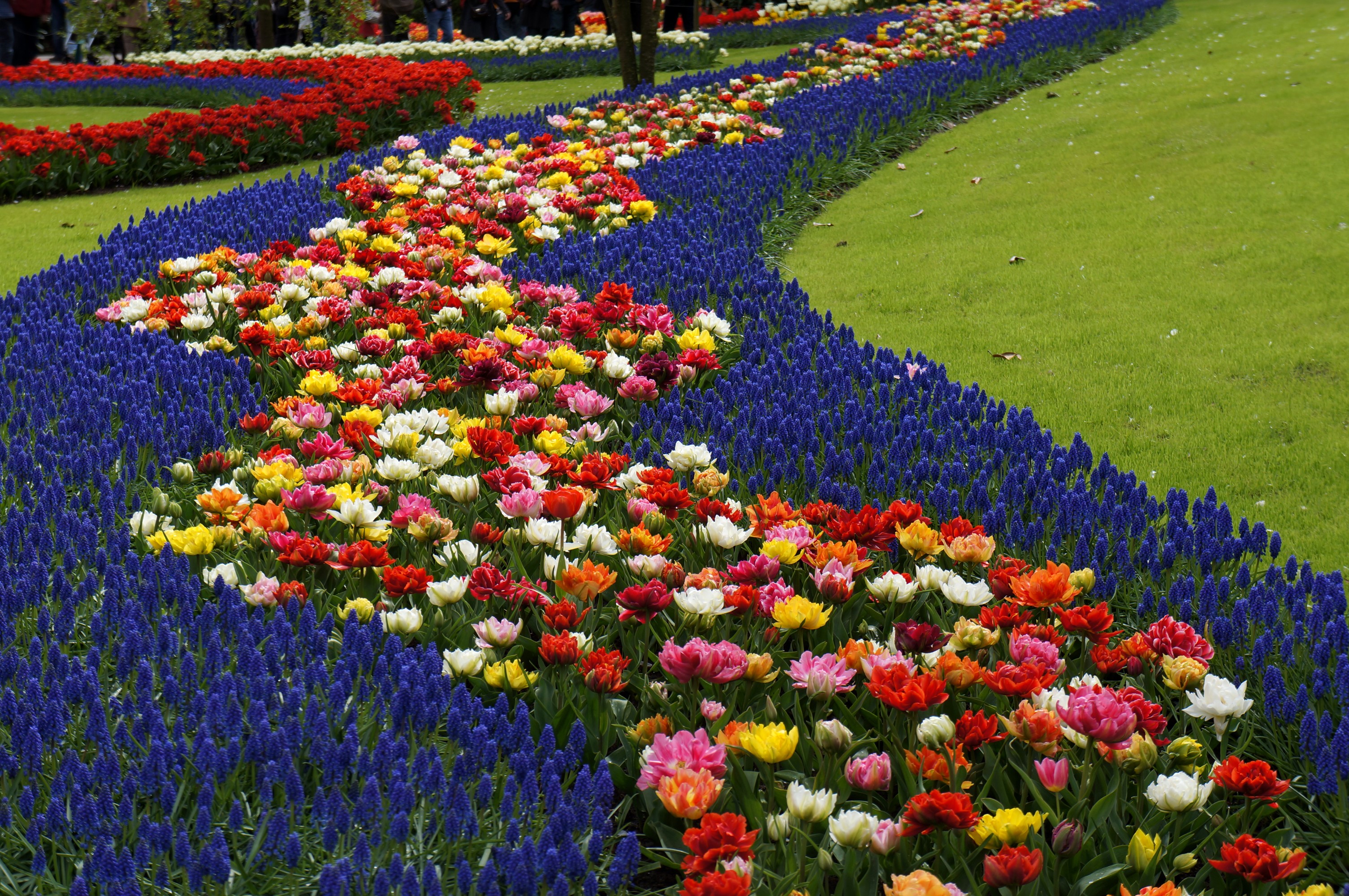Colorful Tulips and Hyacinths at Keukenhof Garden HD Wallpaper
