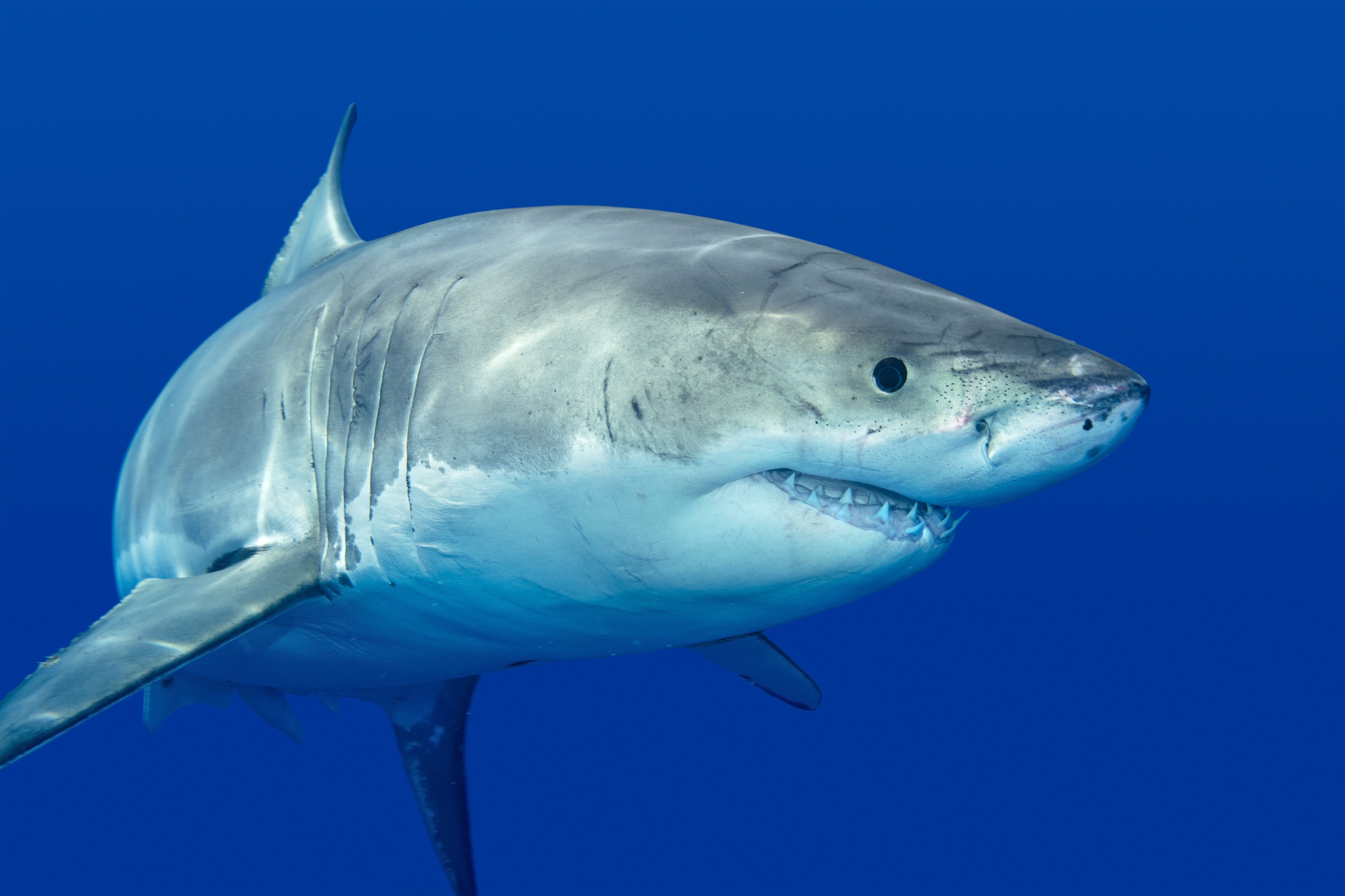 Great White Shark in Blue Water HD Wallpaper