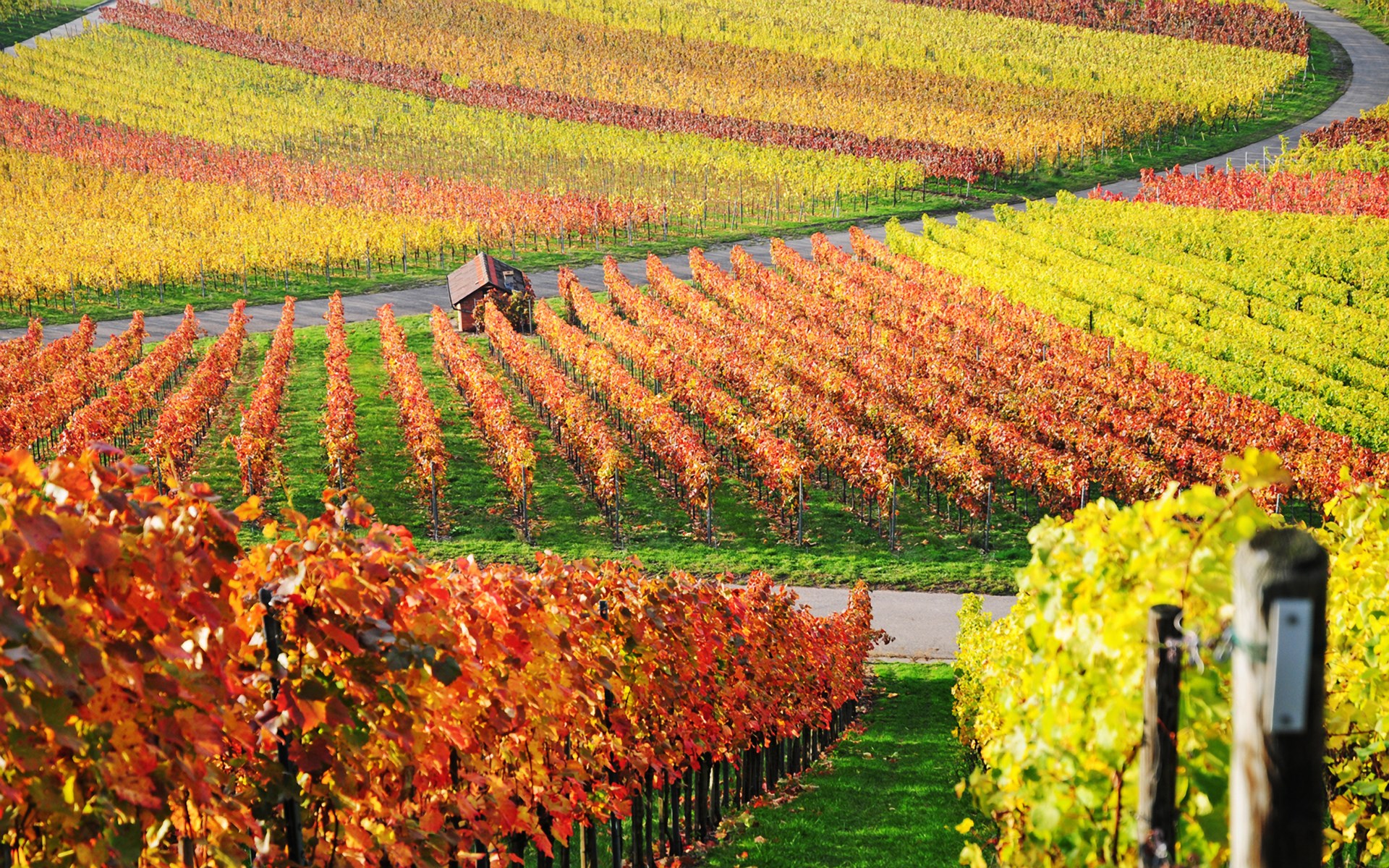 Vineyard in autumn colors with a small building HD Wallpaper