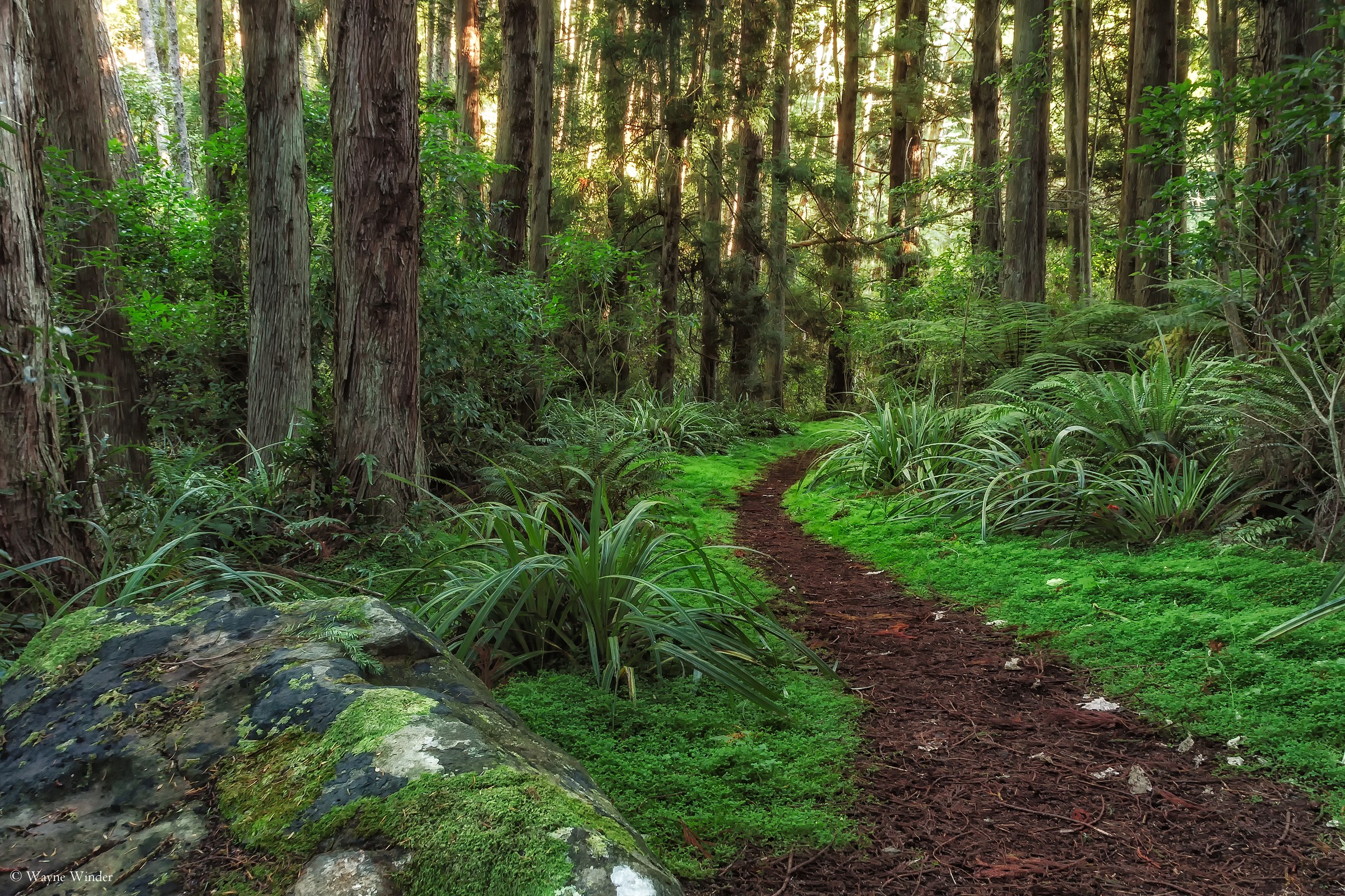 Forest trail with moss and trees in Dunedin, New Zealand HD Wallpaper
