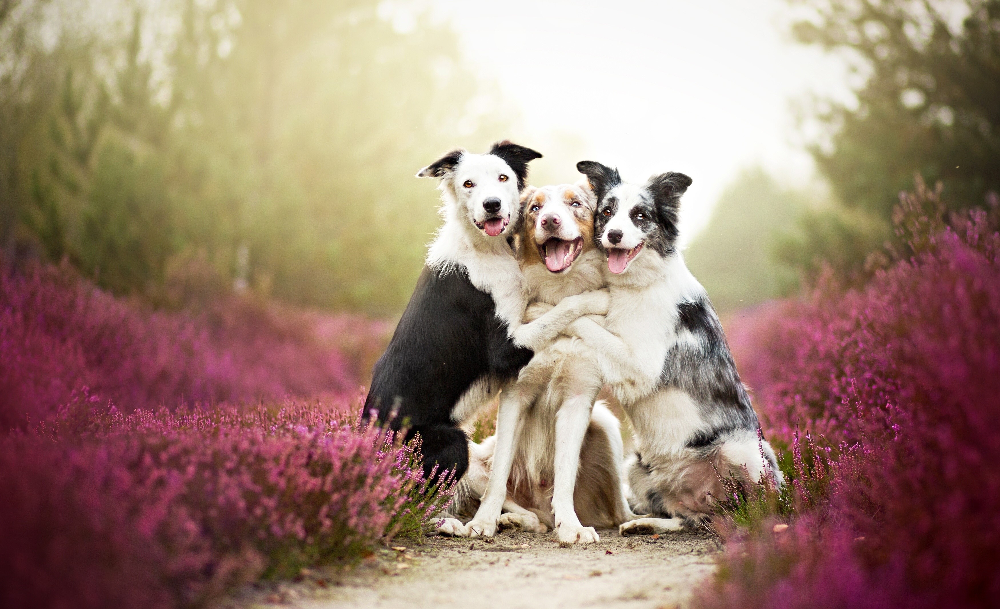 Three Border Collies hugging in a field of heather HD Wallpaper