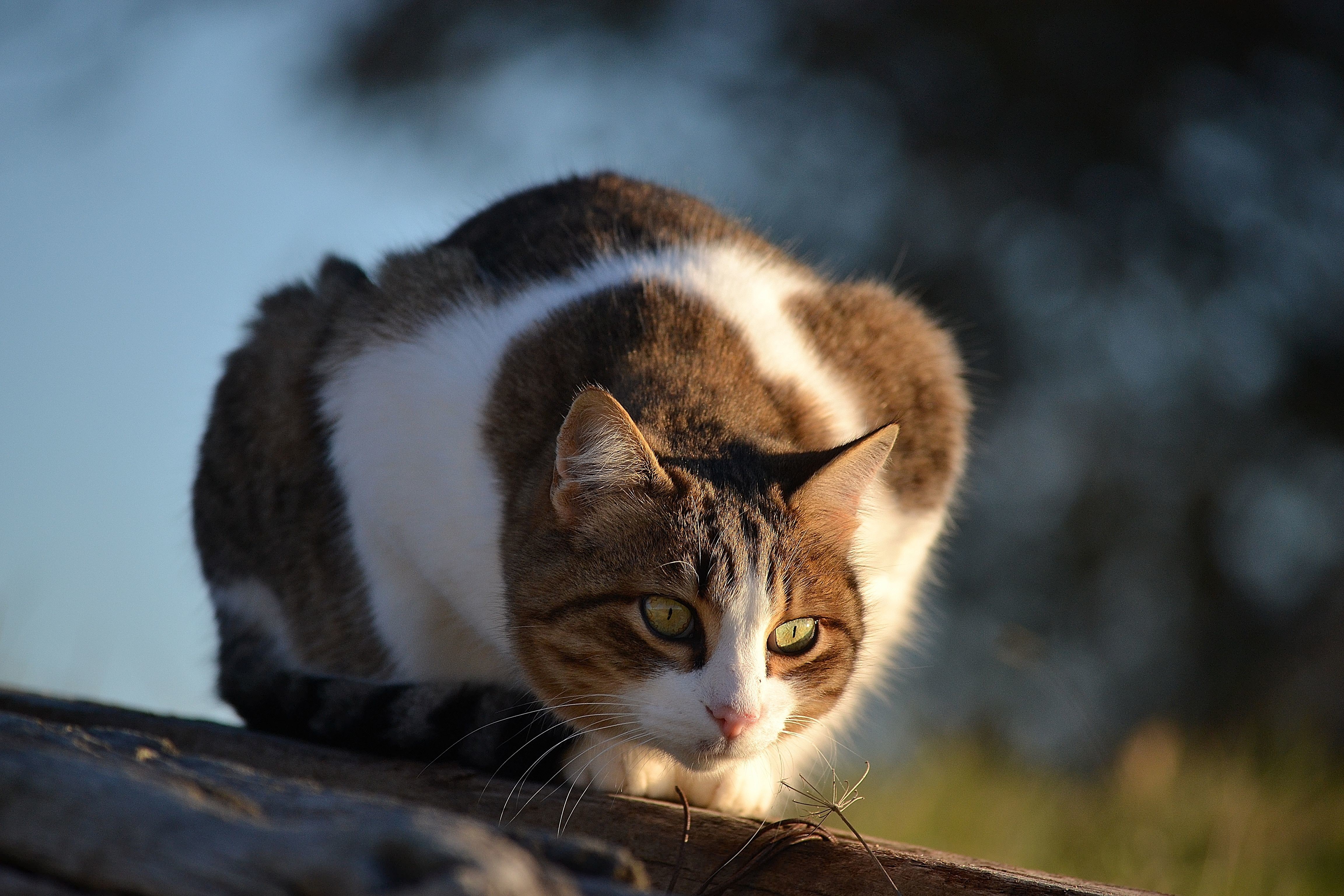Tabby and white cat crouching on wood HD Wallpaper