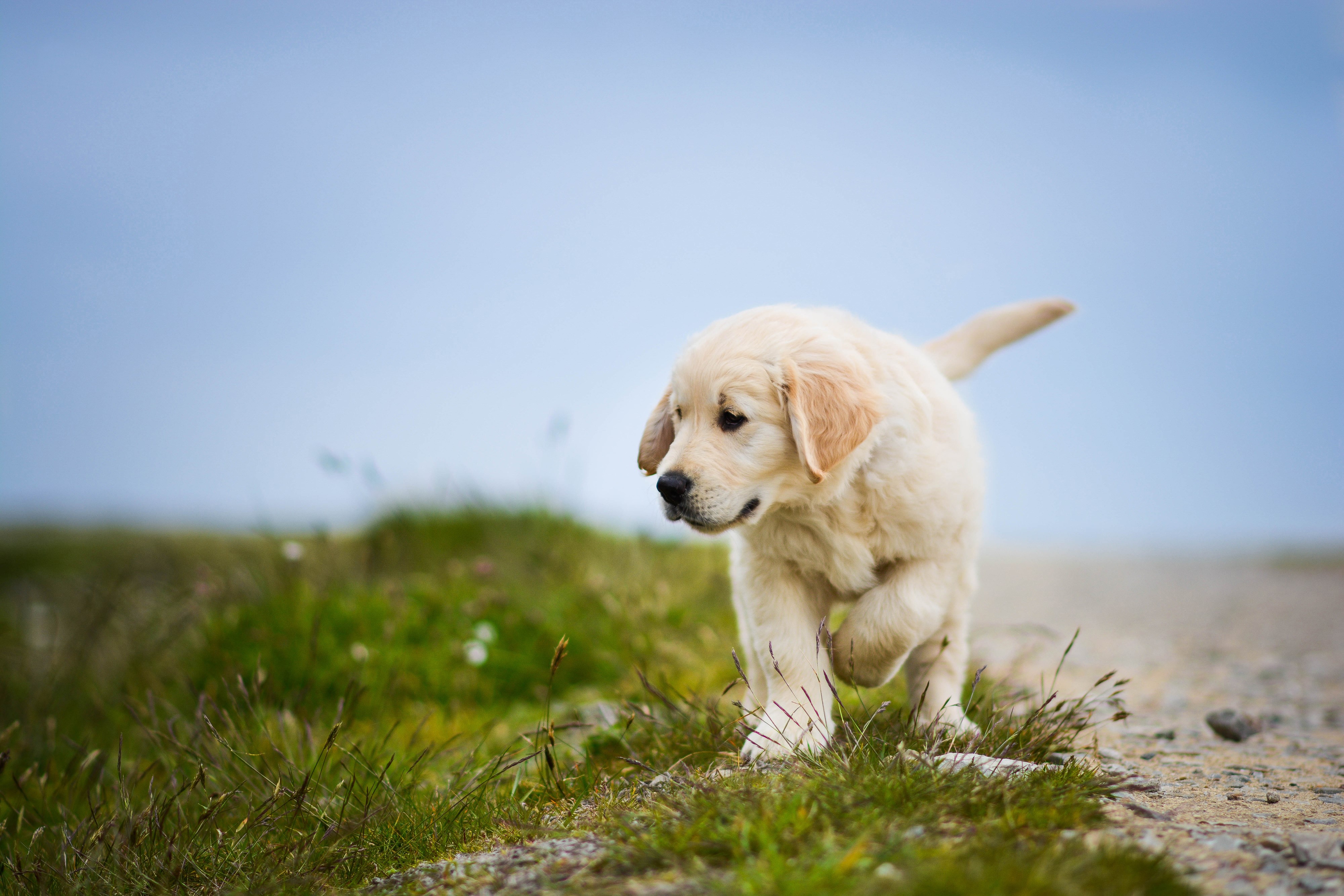 Golden Retriever puppy walking on grass HD Wallpaper