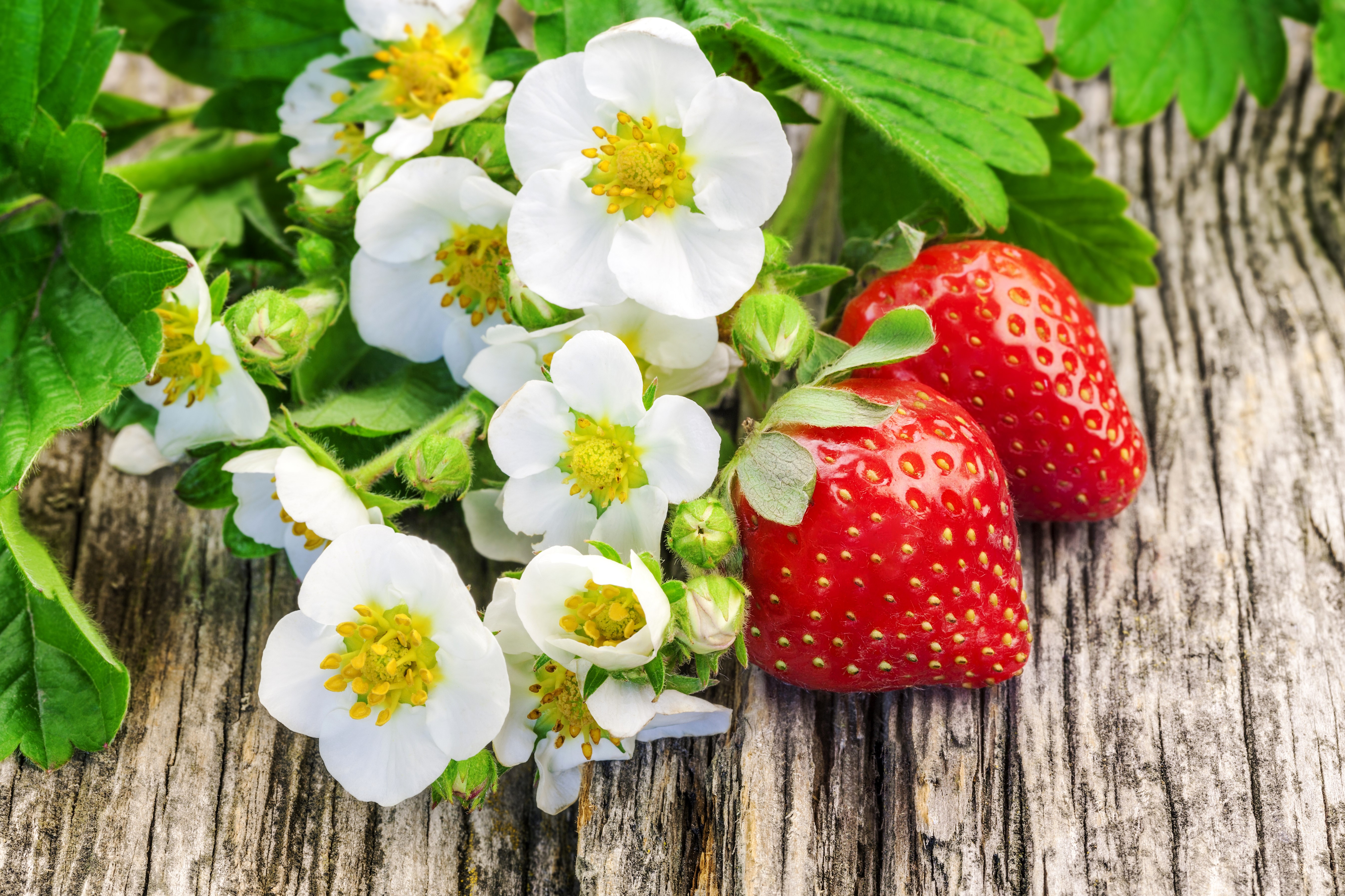 Strawberries and flowers on wood HD Wallpaper
