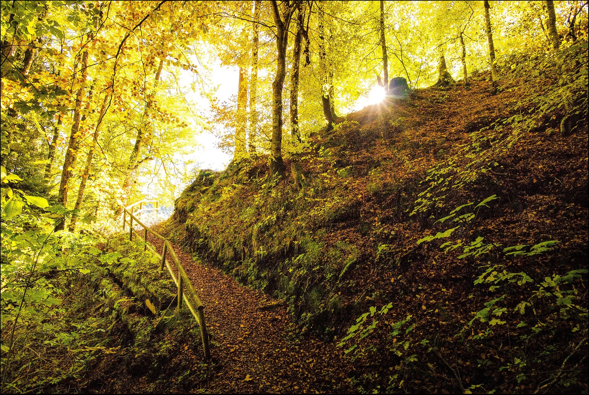 Autumn forest trail with sunbeams HD Wallpaper