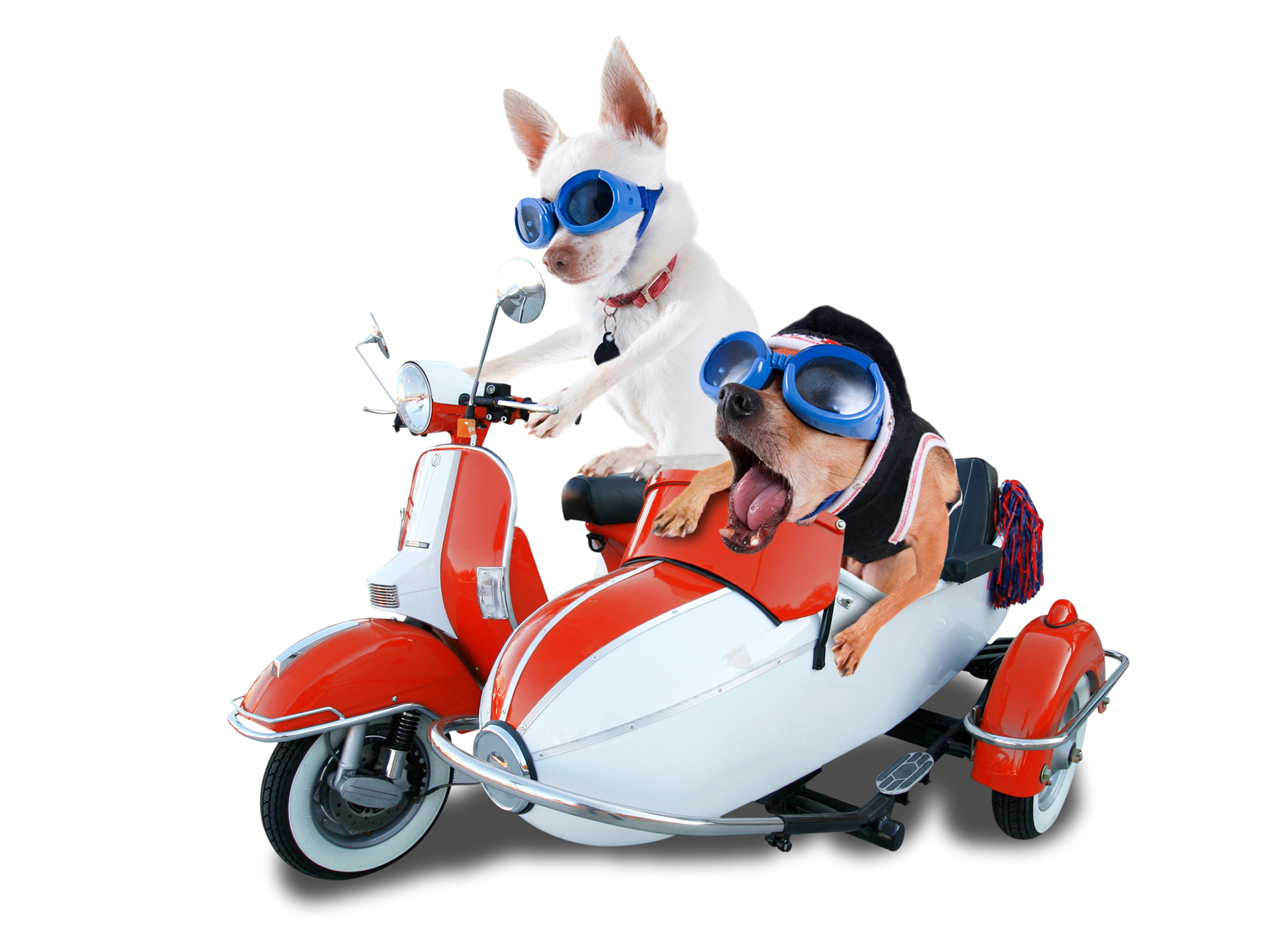 Two Chihuahuas on a Scooter with Sidecar HD Wallpaper