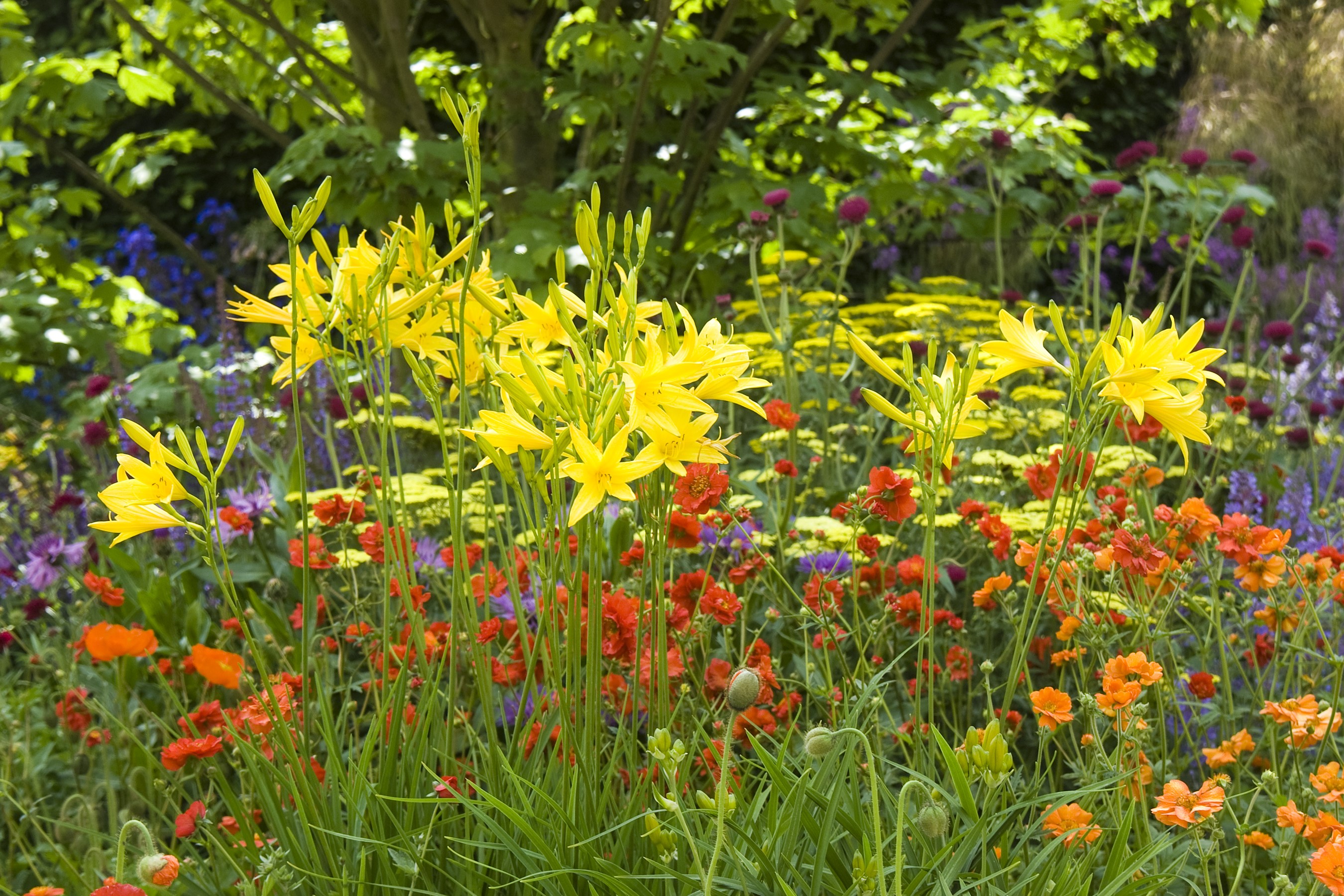 Garden with yellow lilies, poppies, and other flowers HD Wallpaper