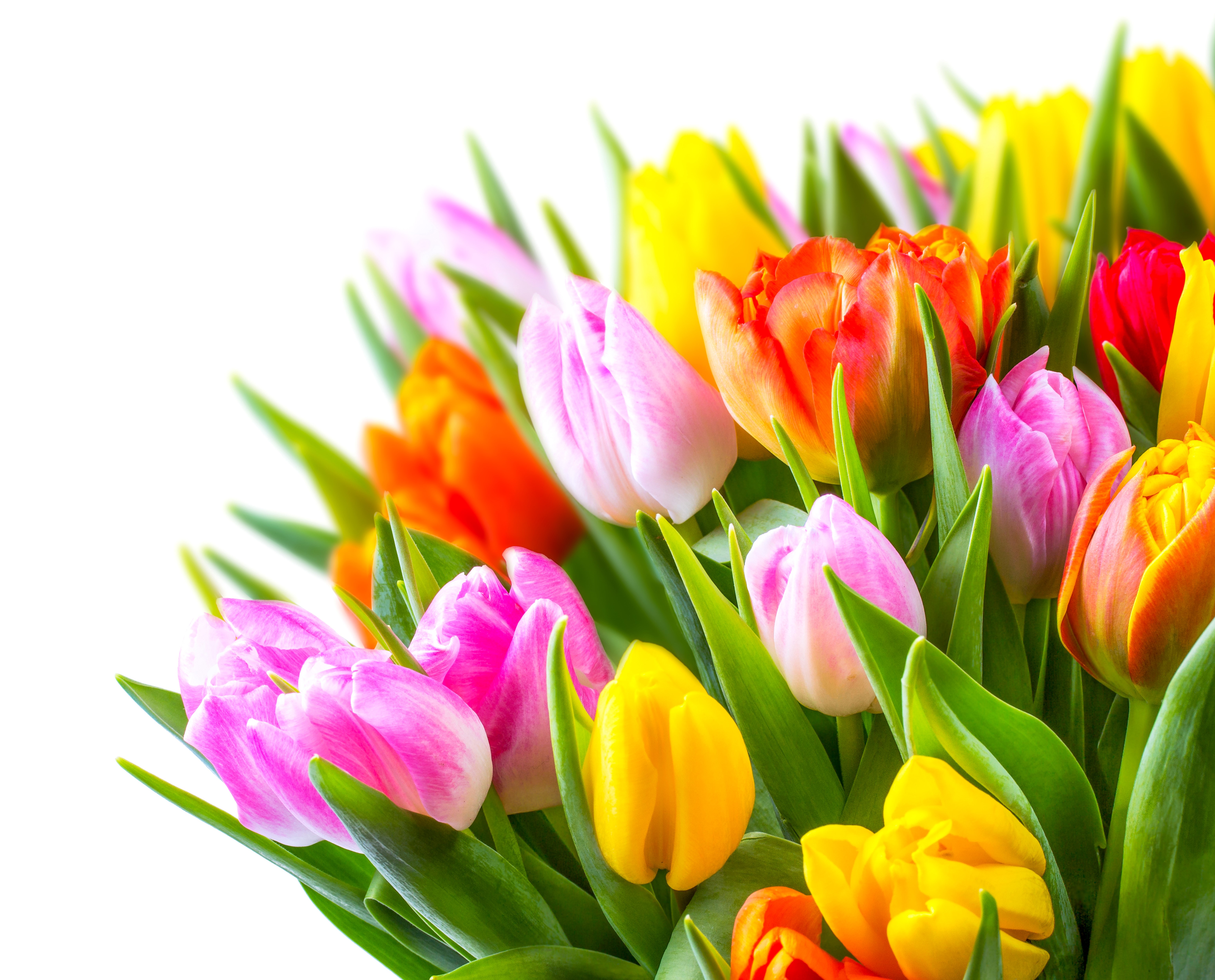 Bouquet of colorful tulips on a white background HD Wallpaper