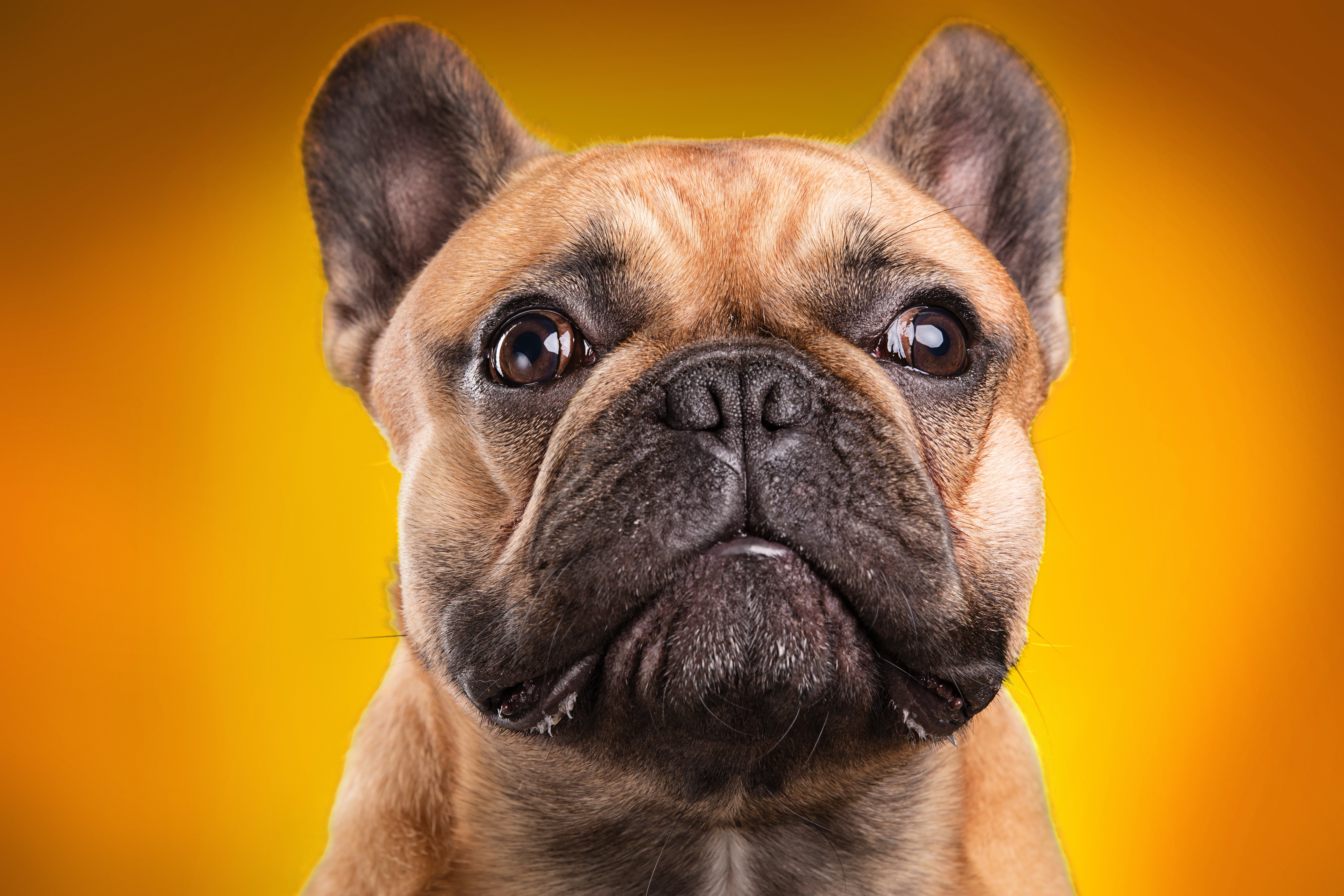 French Bulldog on a colored background HD Wallpaper