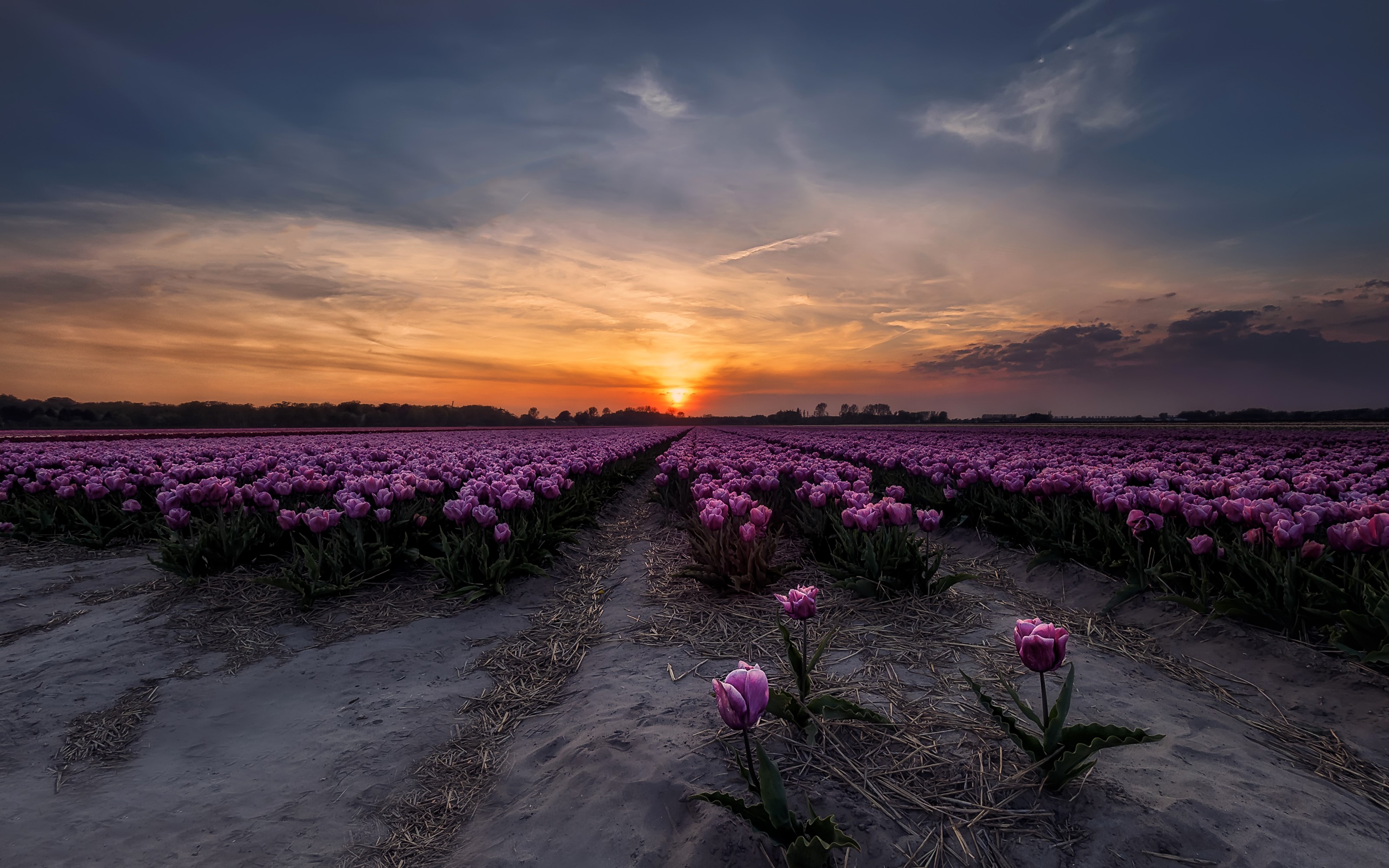 Purple tulips field at sunset HD Wallpaper