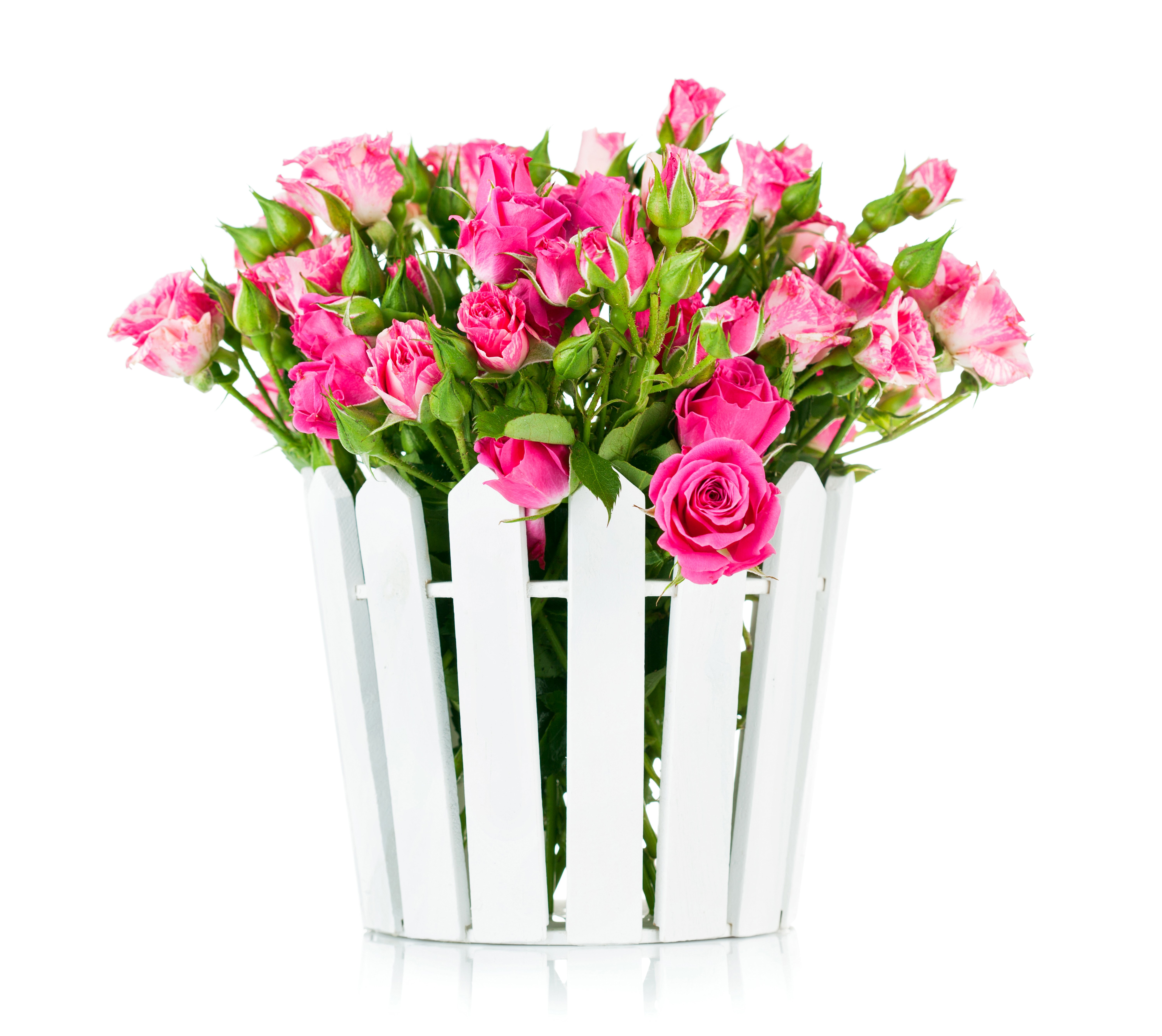 Pink Roses in a White Picket Fence Pot HD Wallpaper