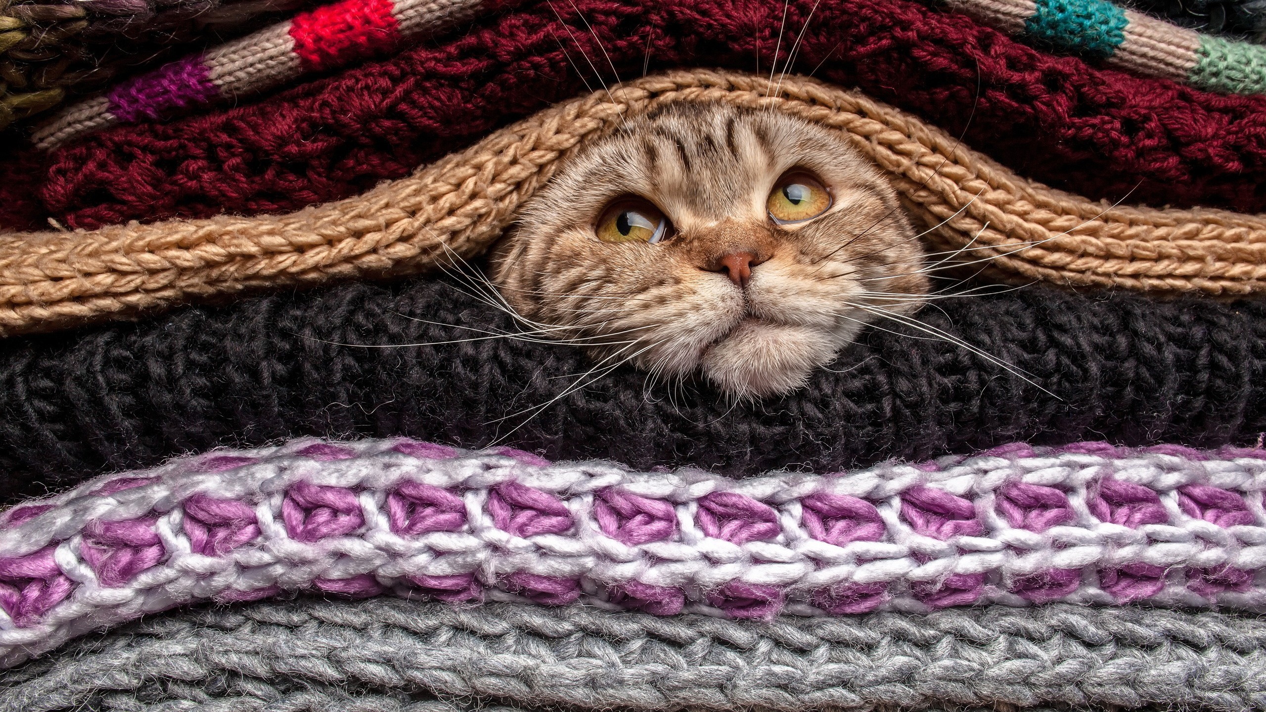 Cat peeking from a stack of knitted blankets HD Wallpaper