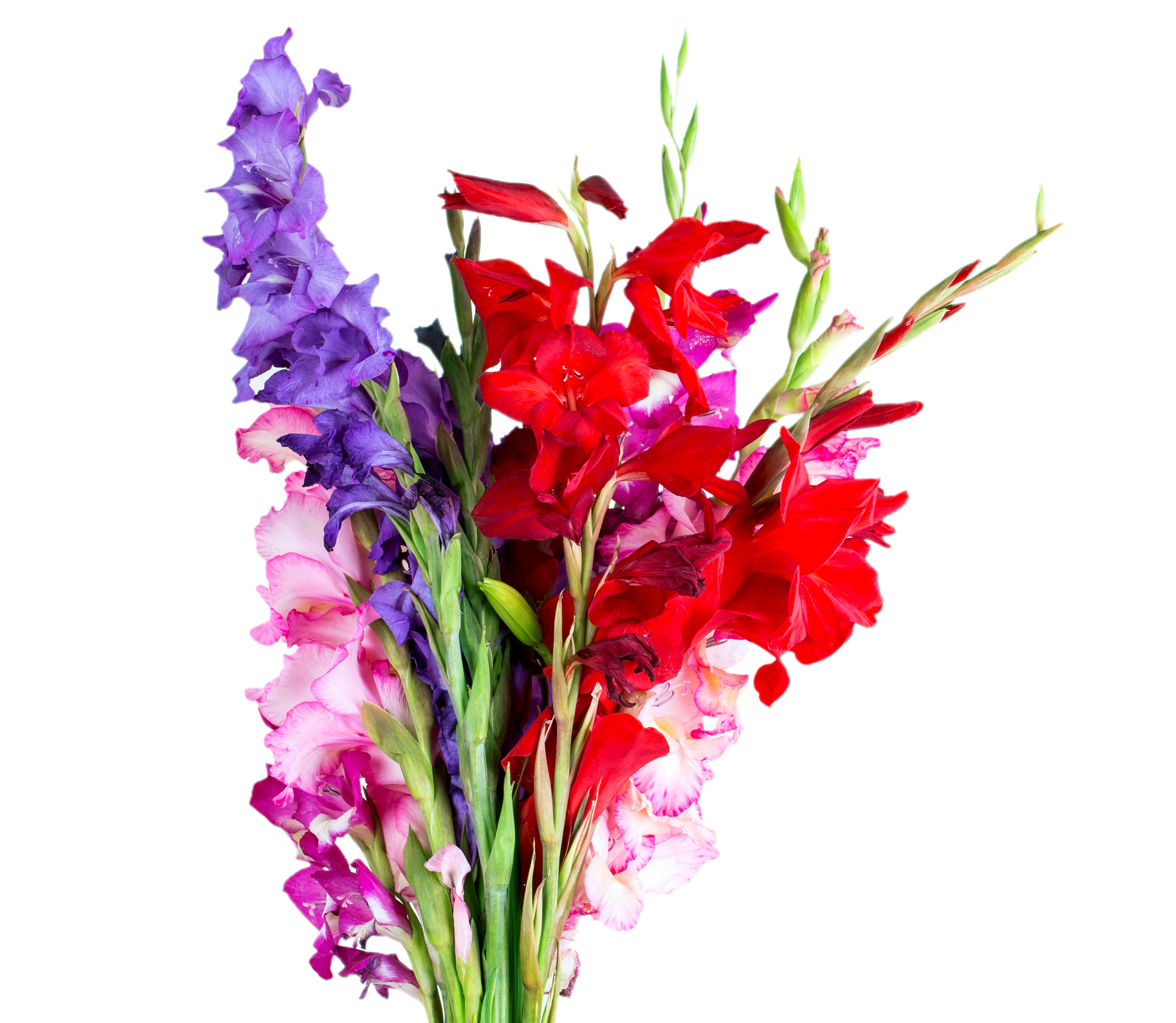 Bouquet of Gladioluses on White Background HD Wallpaper
