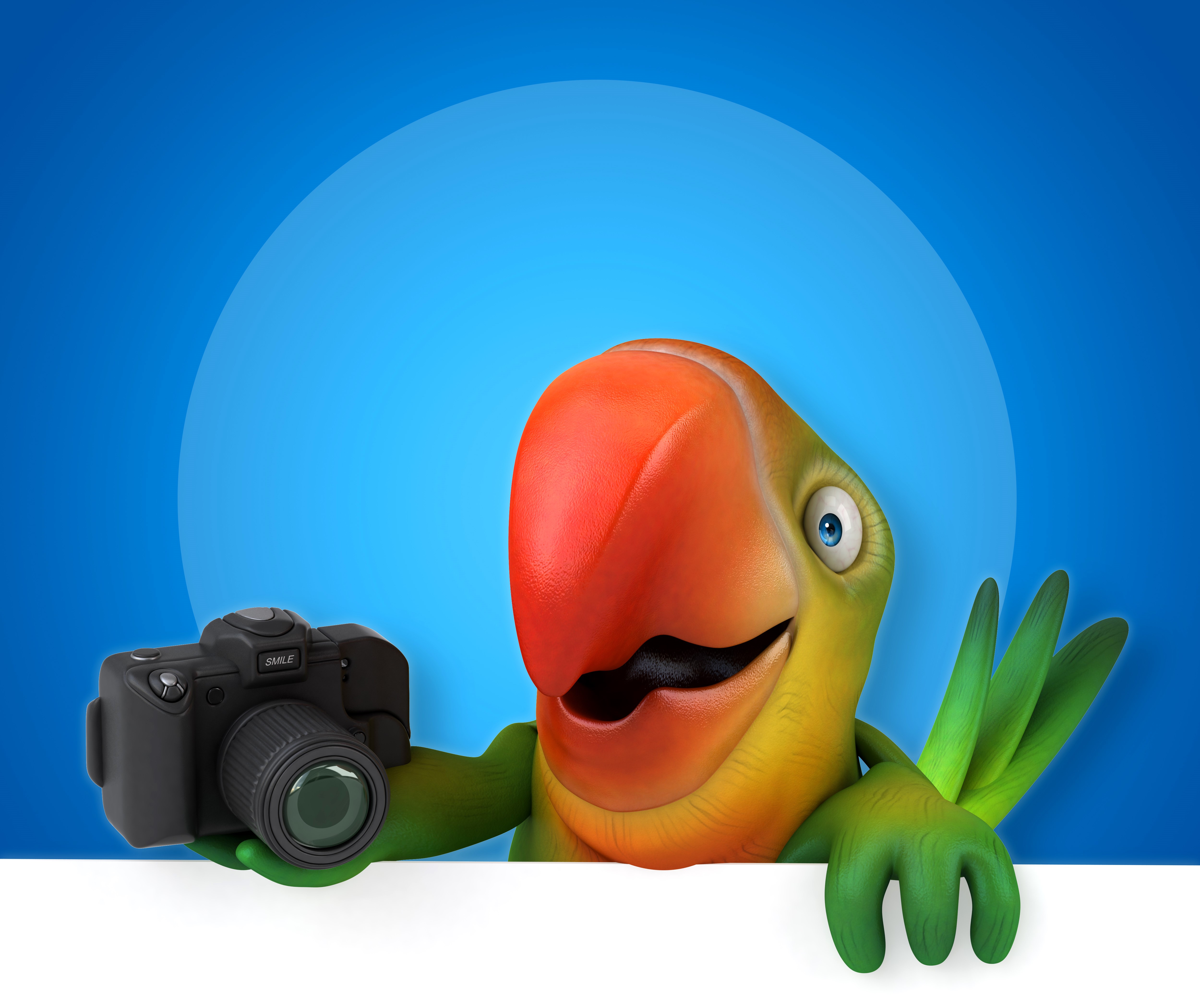 Parrot holding a camera HD Wallpaper