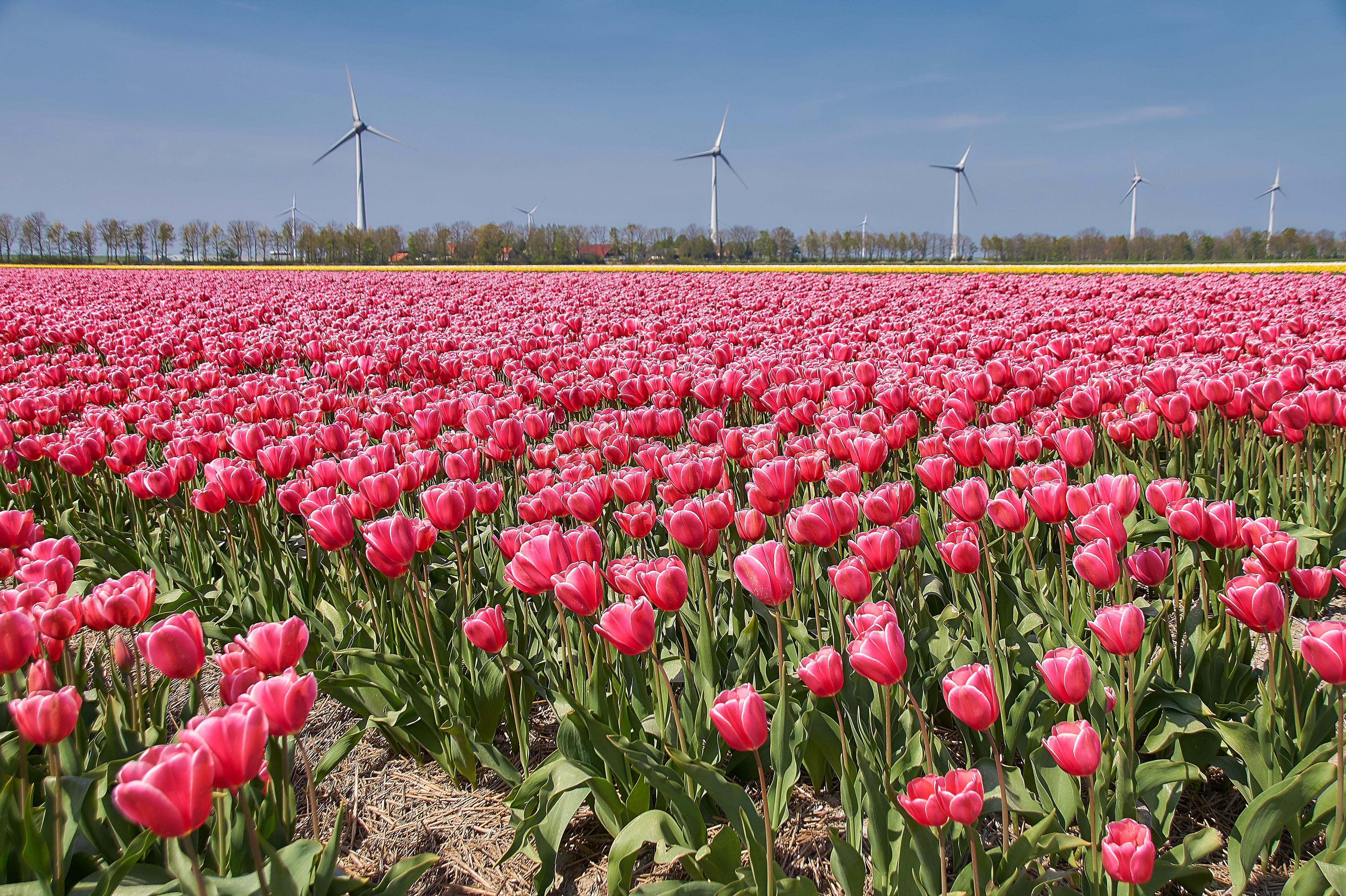 Field of Pink Tulips with Wind Turbines HD Wallpaper