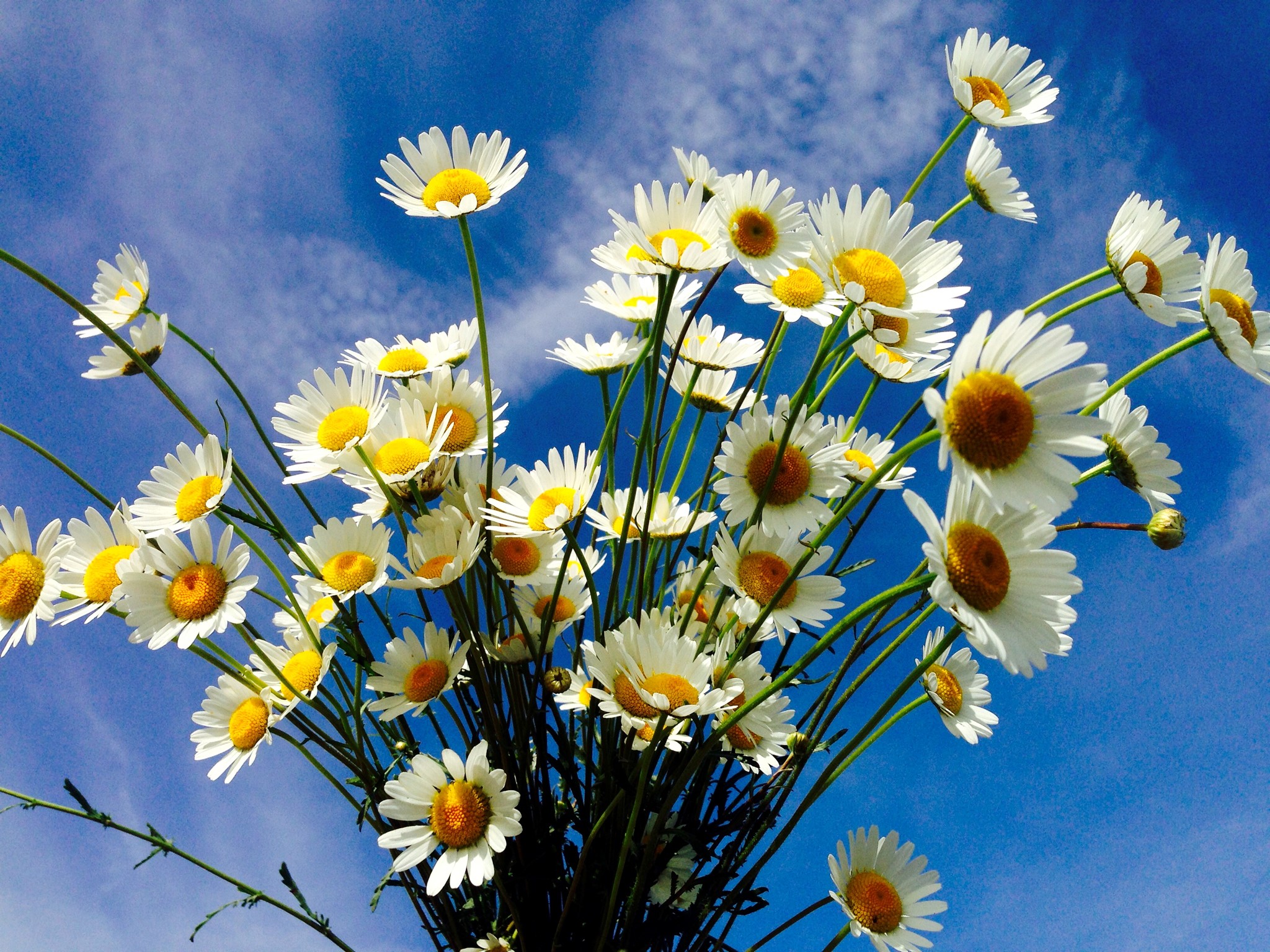 Bouquet of Camomiles against a blue sky HD Wallpaper