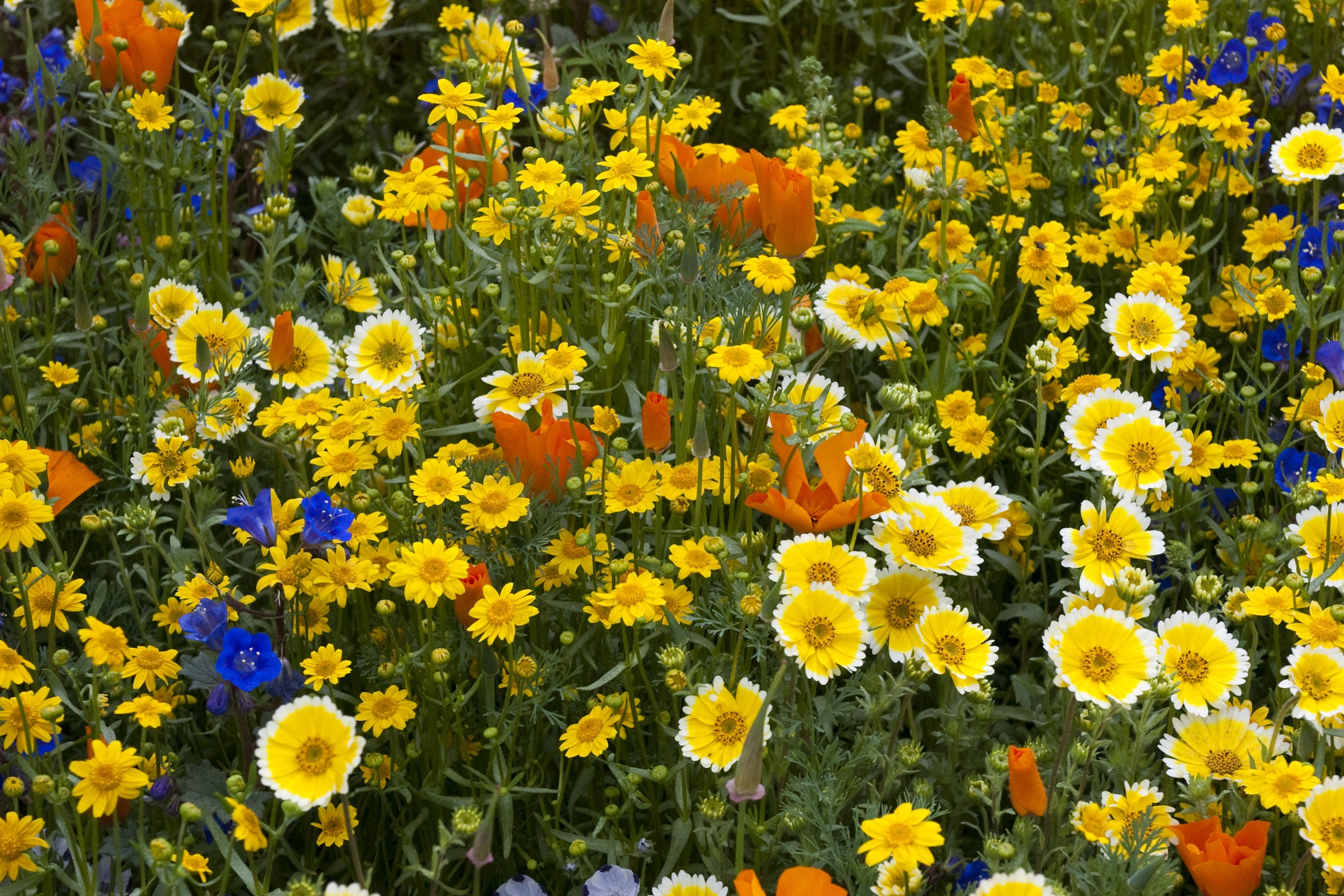Field of colorful wildflowers including poppies and daisies HD Wallpaper