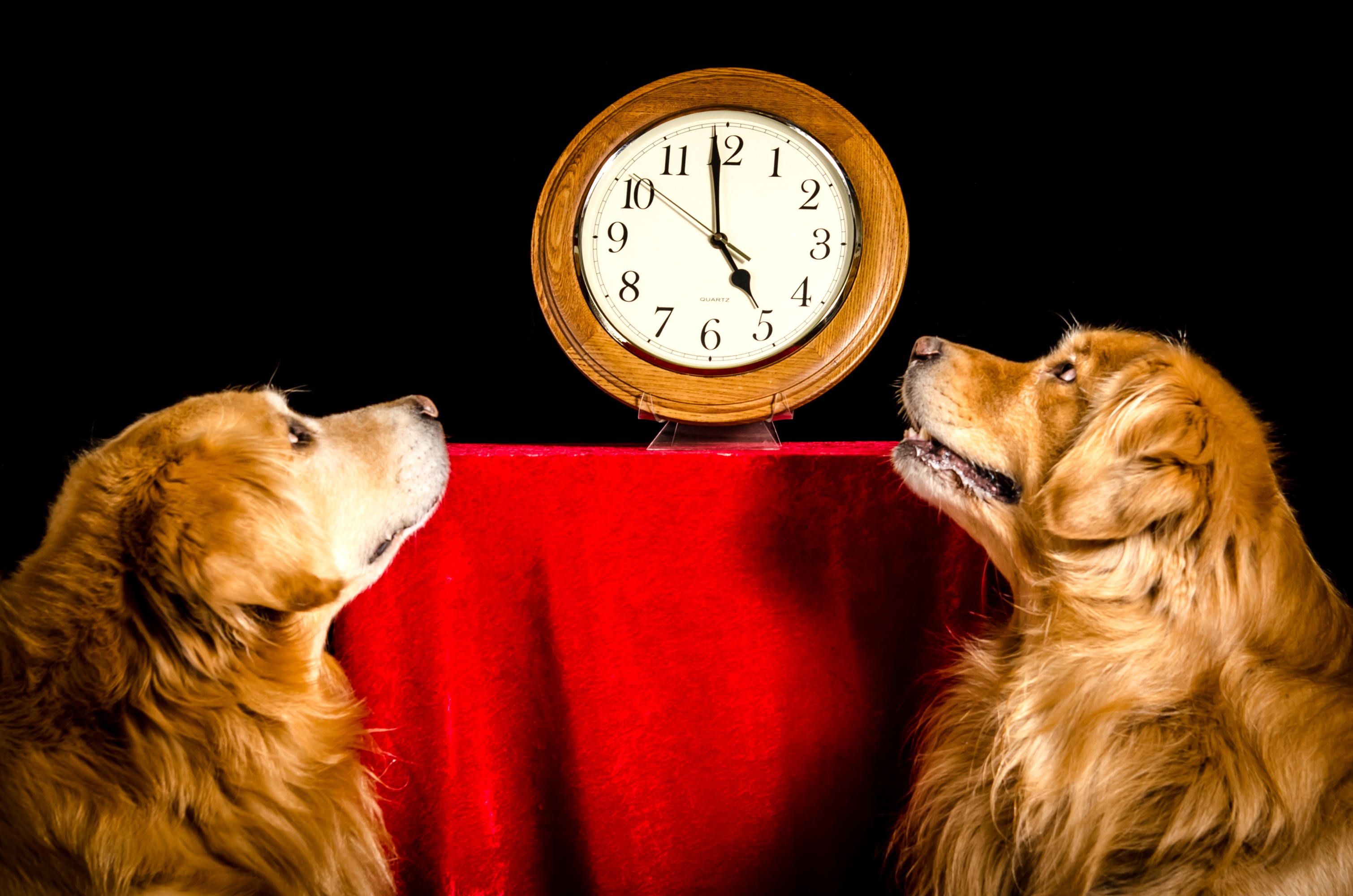 Two golden retrievers looking at a clock HD Wallpaper
