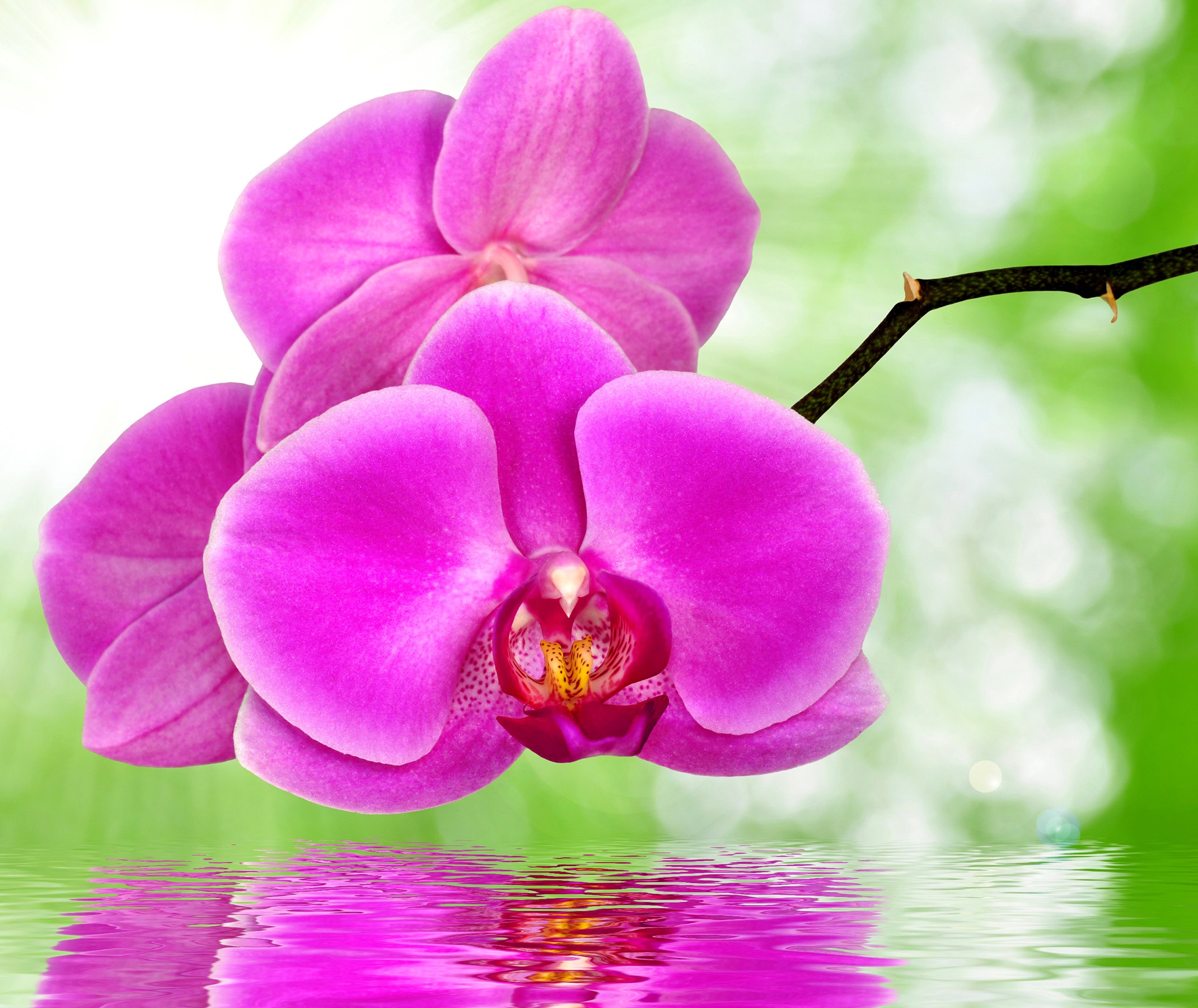 Pink orchids reflected in water HD Wallpaper