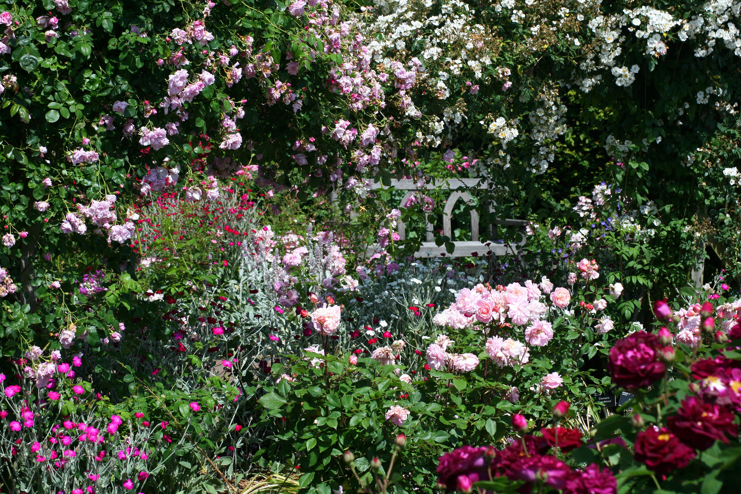 Rosemoor Gardens in Devon, England with many roses HD Wallpaper