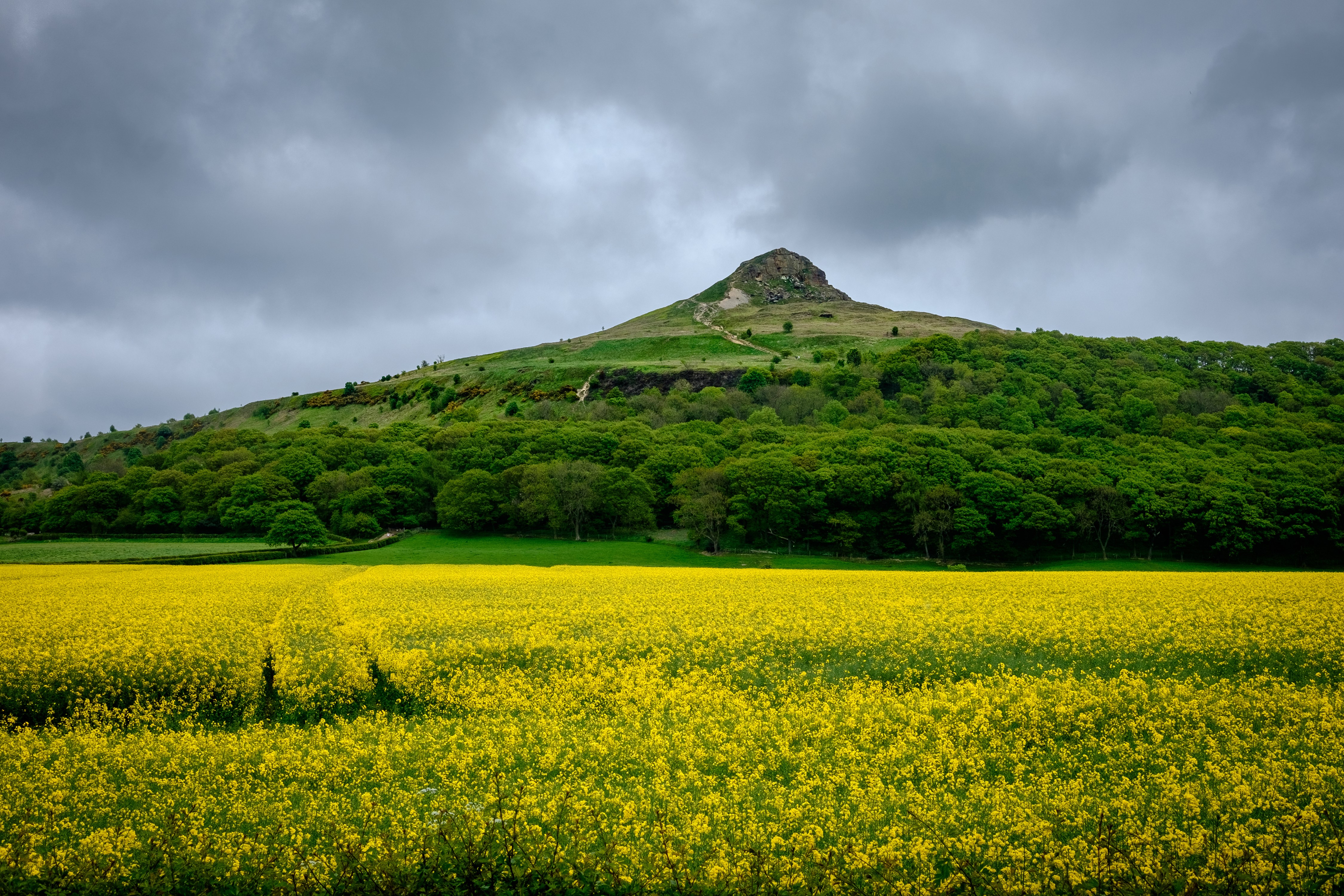 4K Rapeseed Fields near Newton under Roseberry, England HD Wallpaper