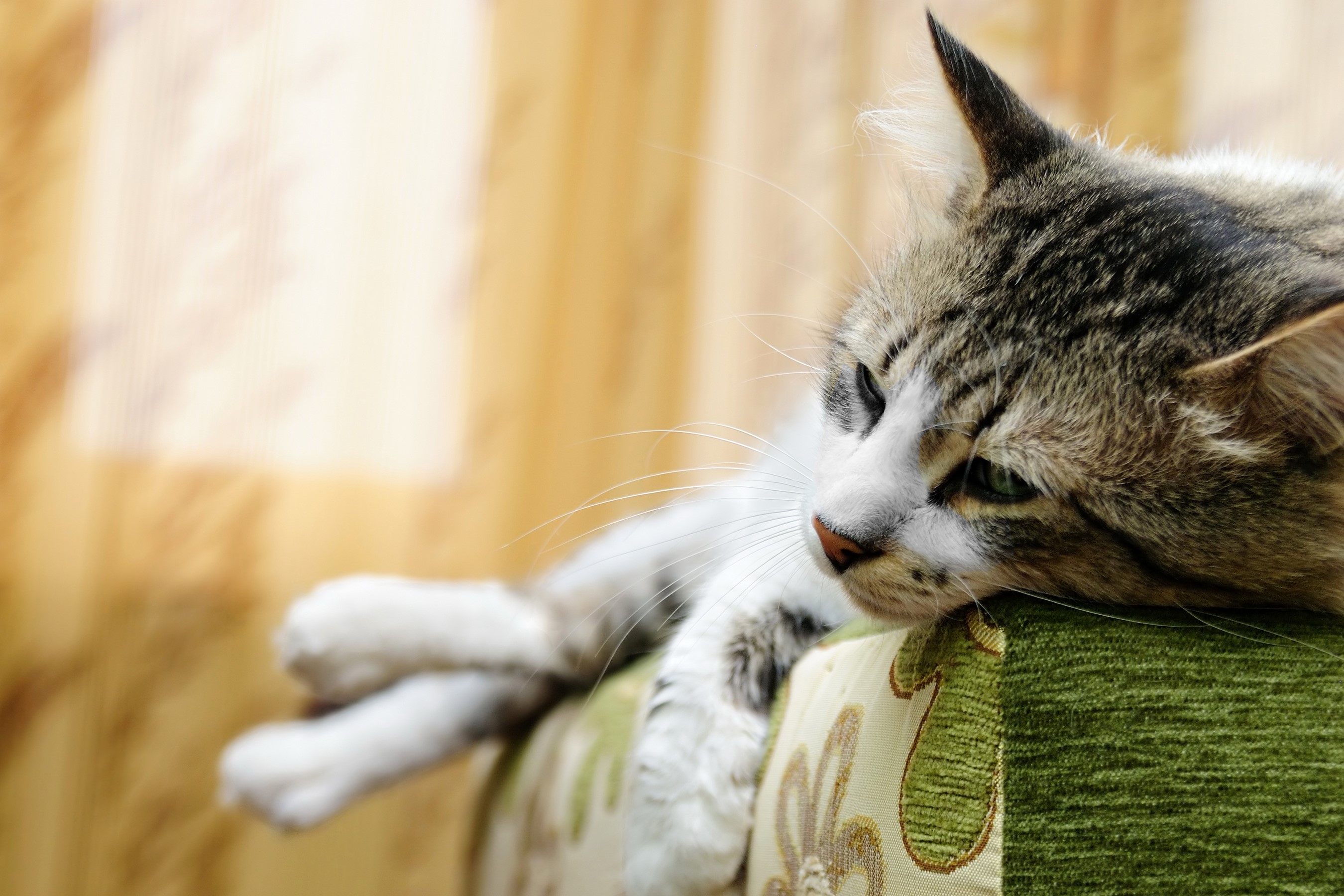 Tabby cat resting on a couch HD Wallpaper