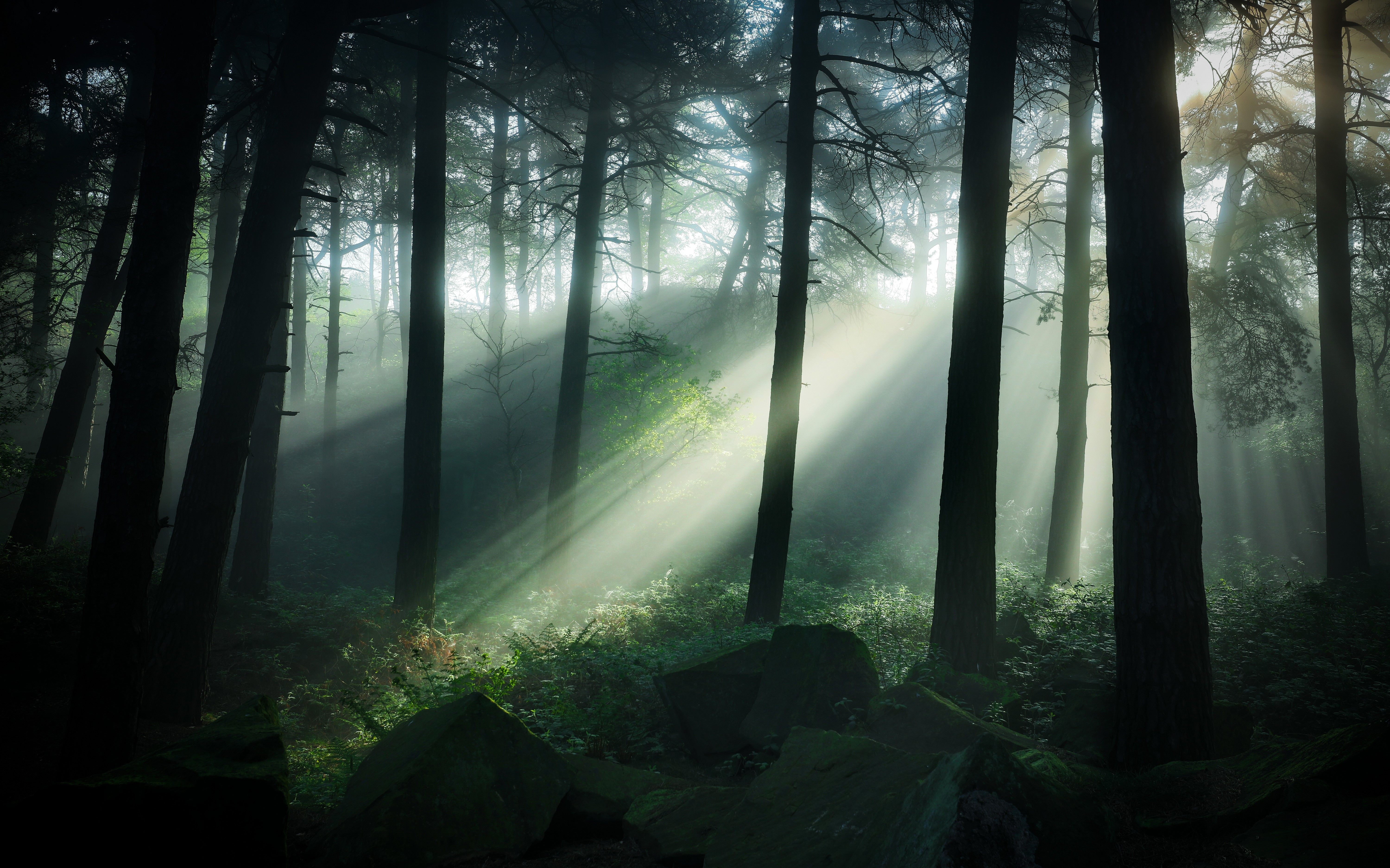 Sunbeams in a dark forest with pine trees HD Wallpaper