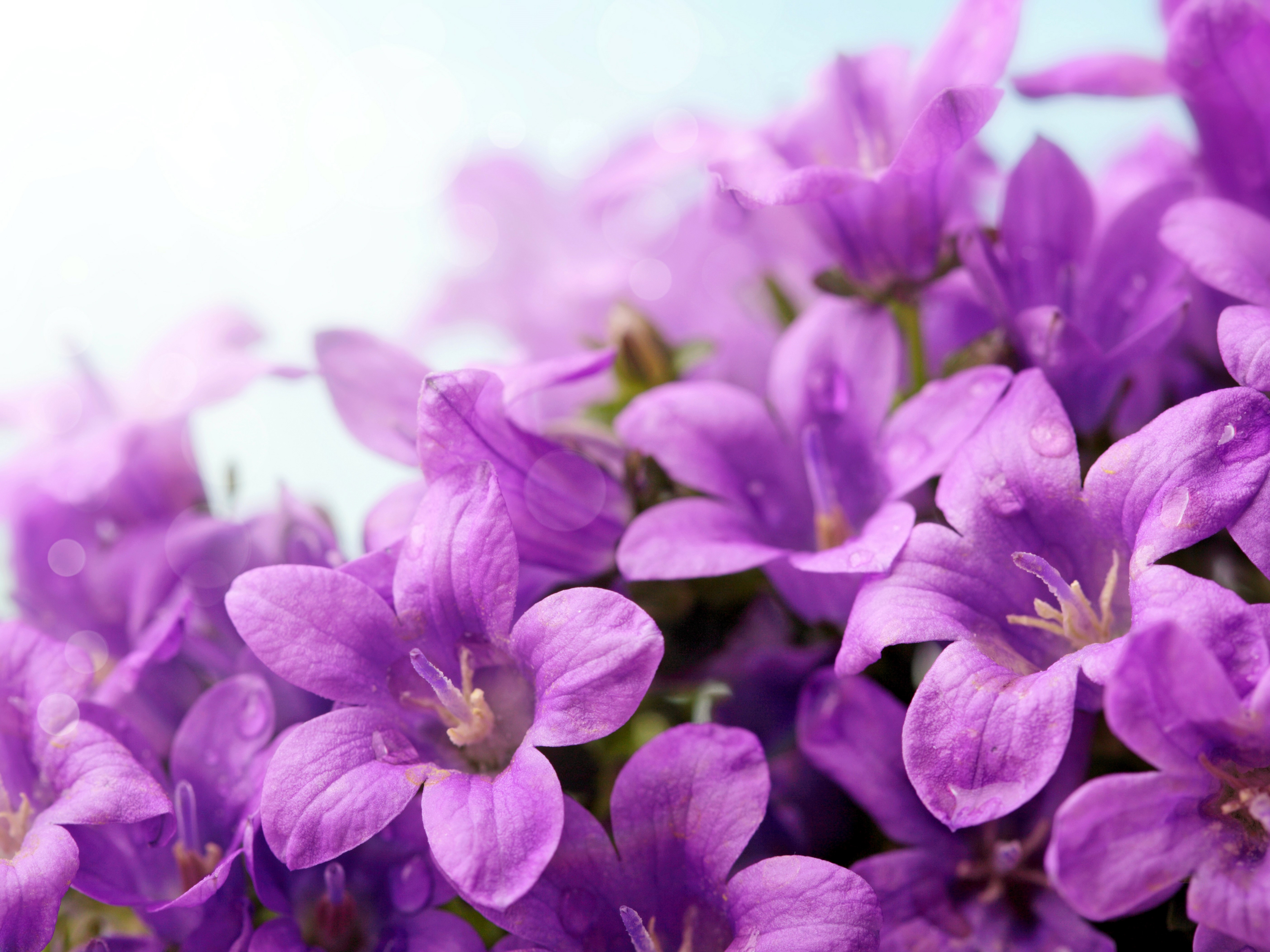 Close-up of purple Campanula flowers with water droplets HD Wallpaper