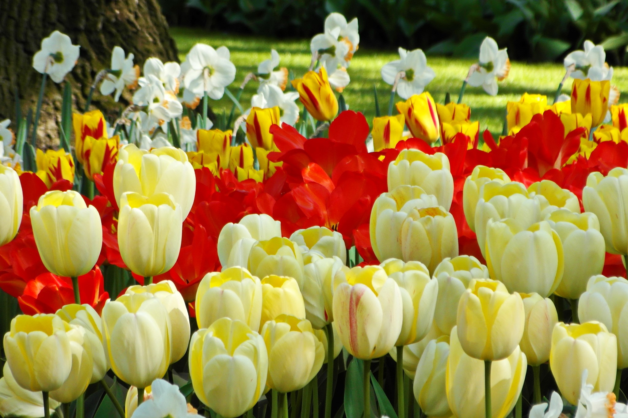 A bed of colorful tulips and daffodils in bloom HD Wallpaper