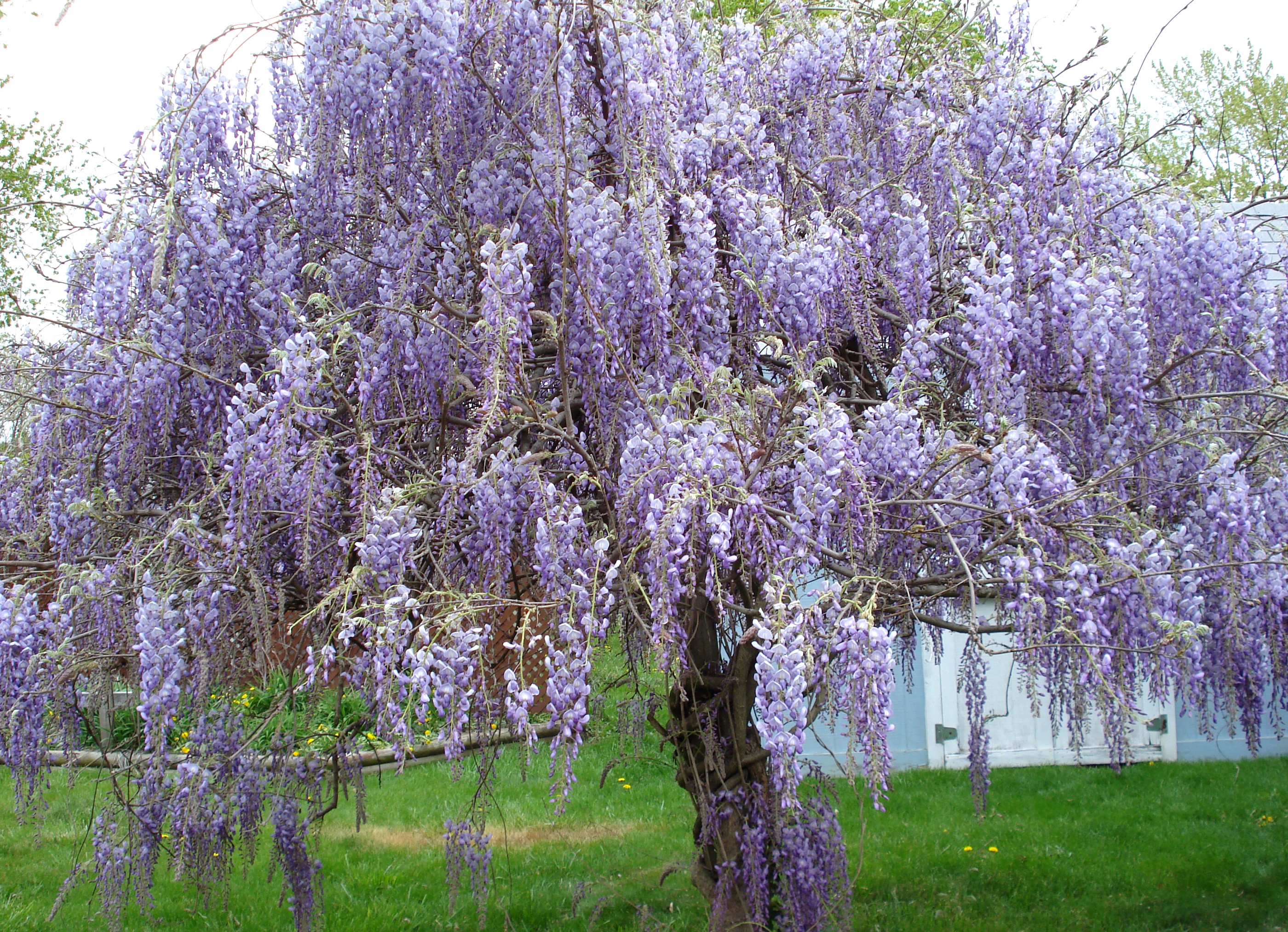 A blooming Wisteria tree with purple flowers HD Wallpaper
