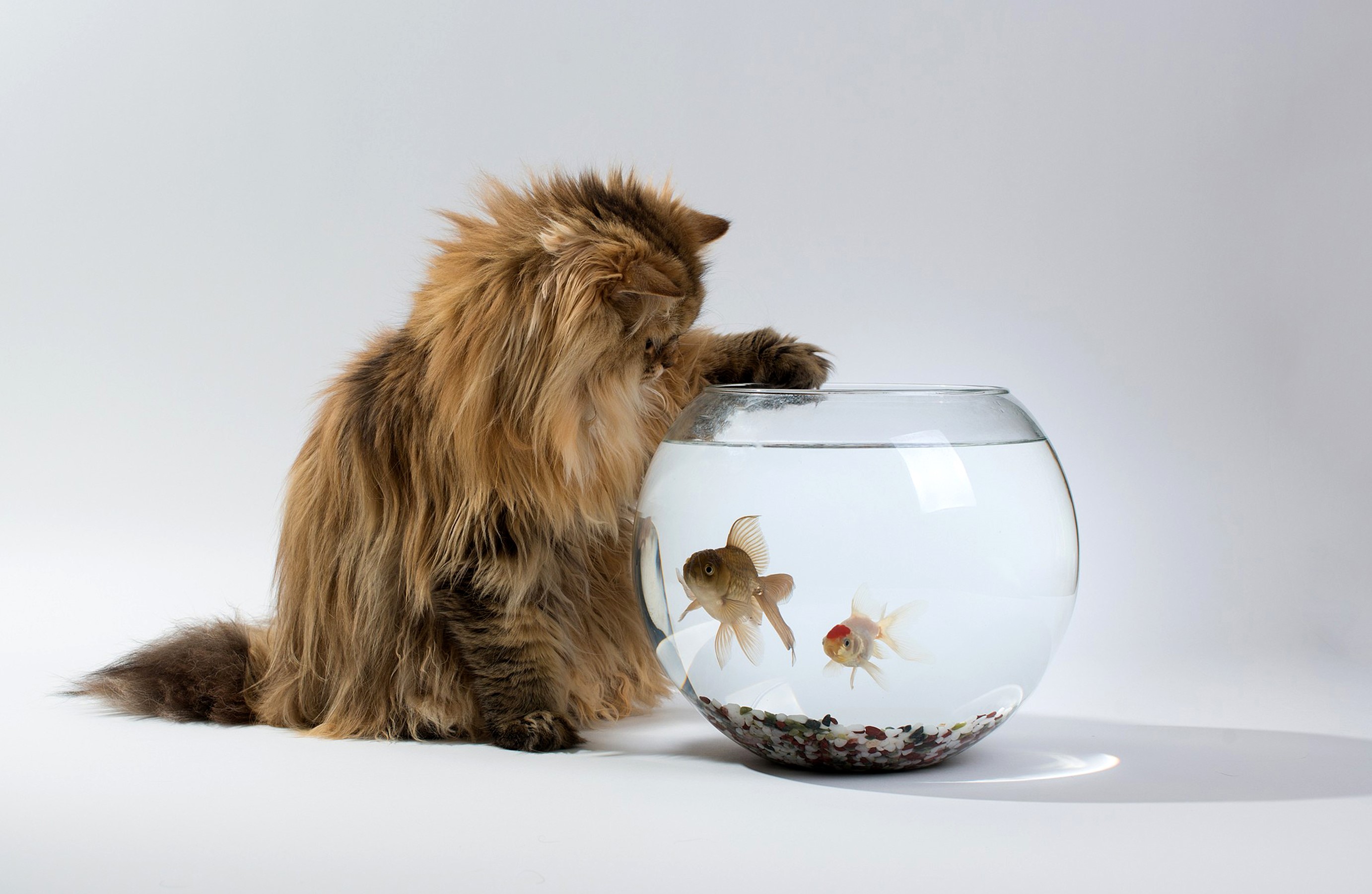 Fluffy cat reaching into a fishbowl with goldfish HD Wallpaper