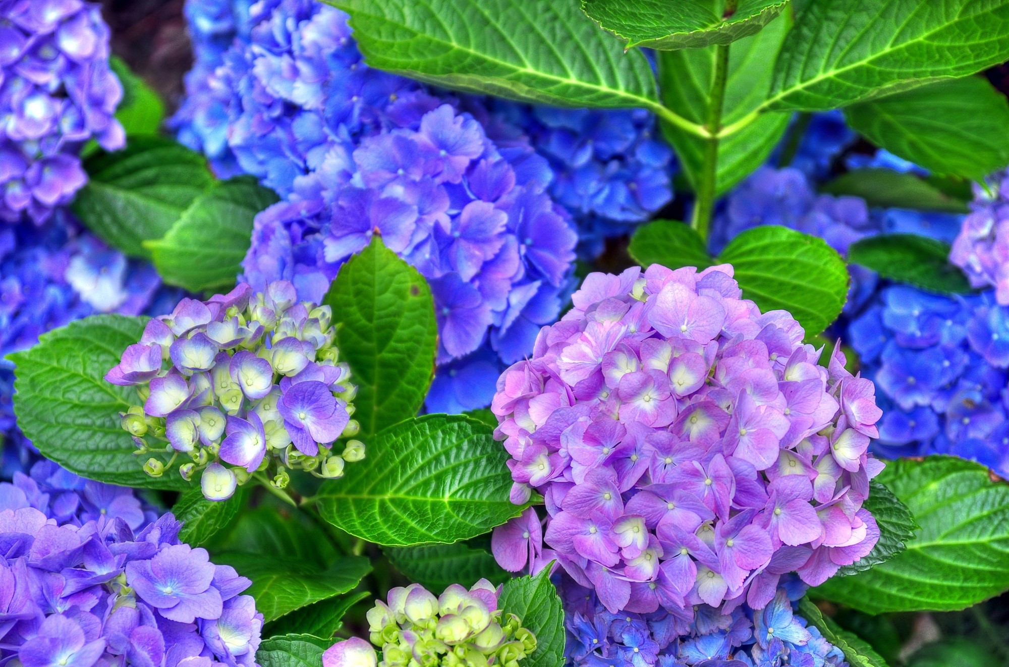 Close-up of blue and purple hydrangeas with green leaves HD Wallpaper