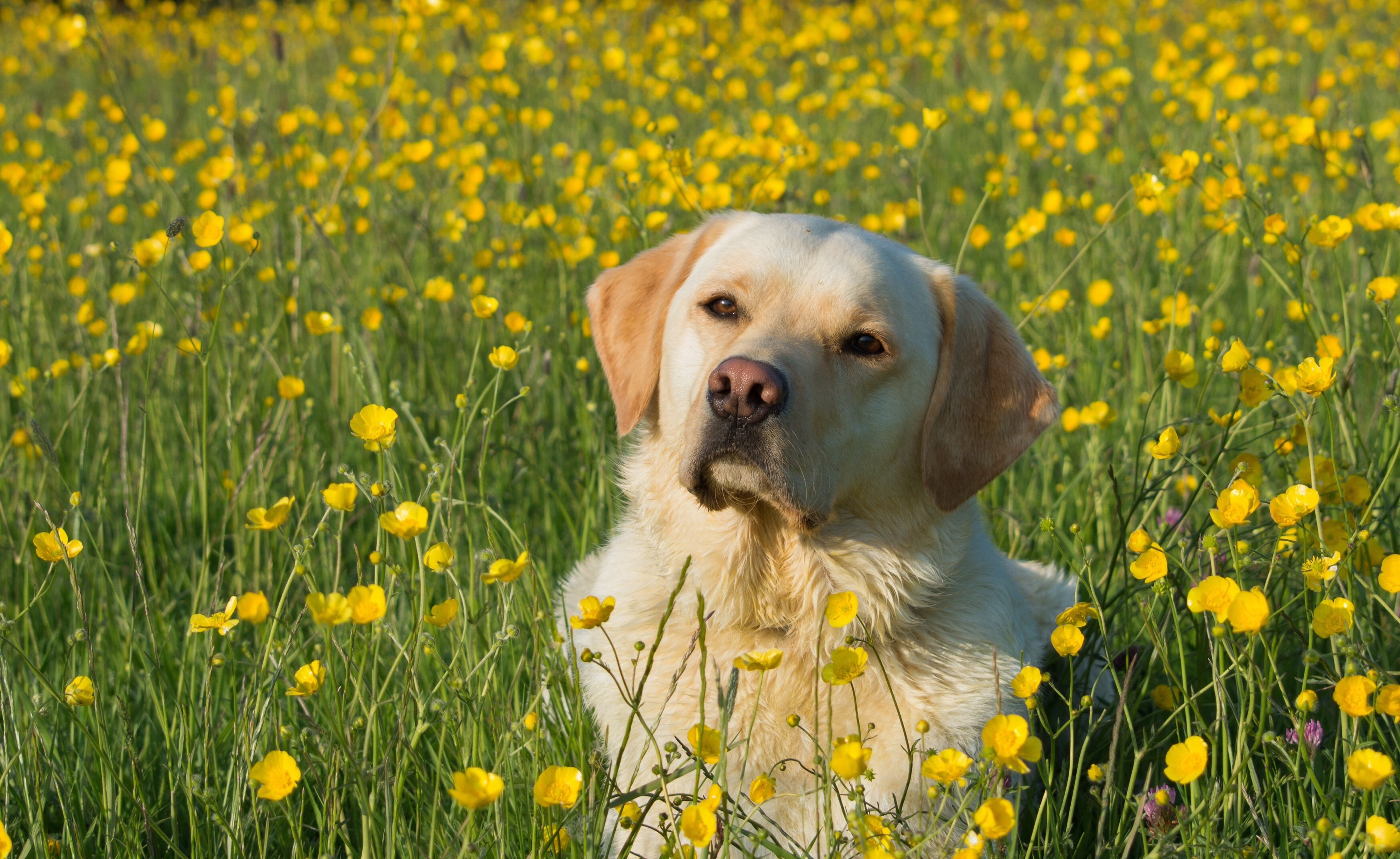 Yellow Labrador Retriever in a field of yellow flowers HD Wallpaper
