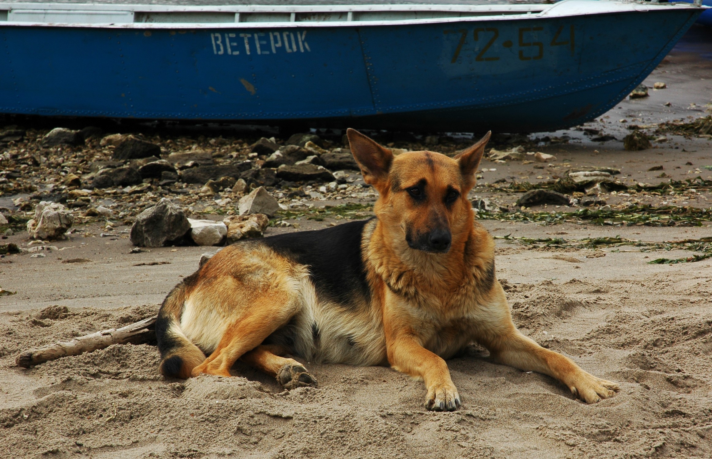German Shepherd dog lying on sand near a blue boat HD Wallpaper