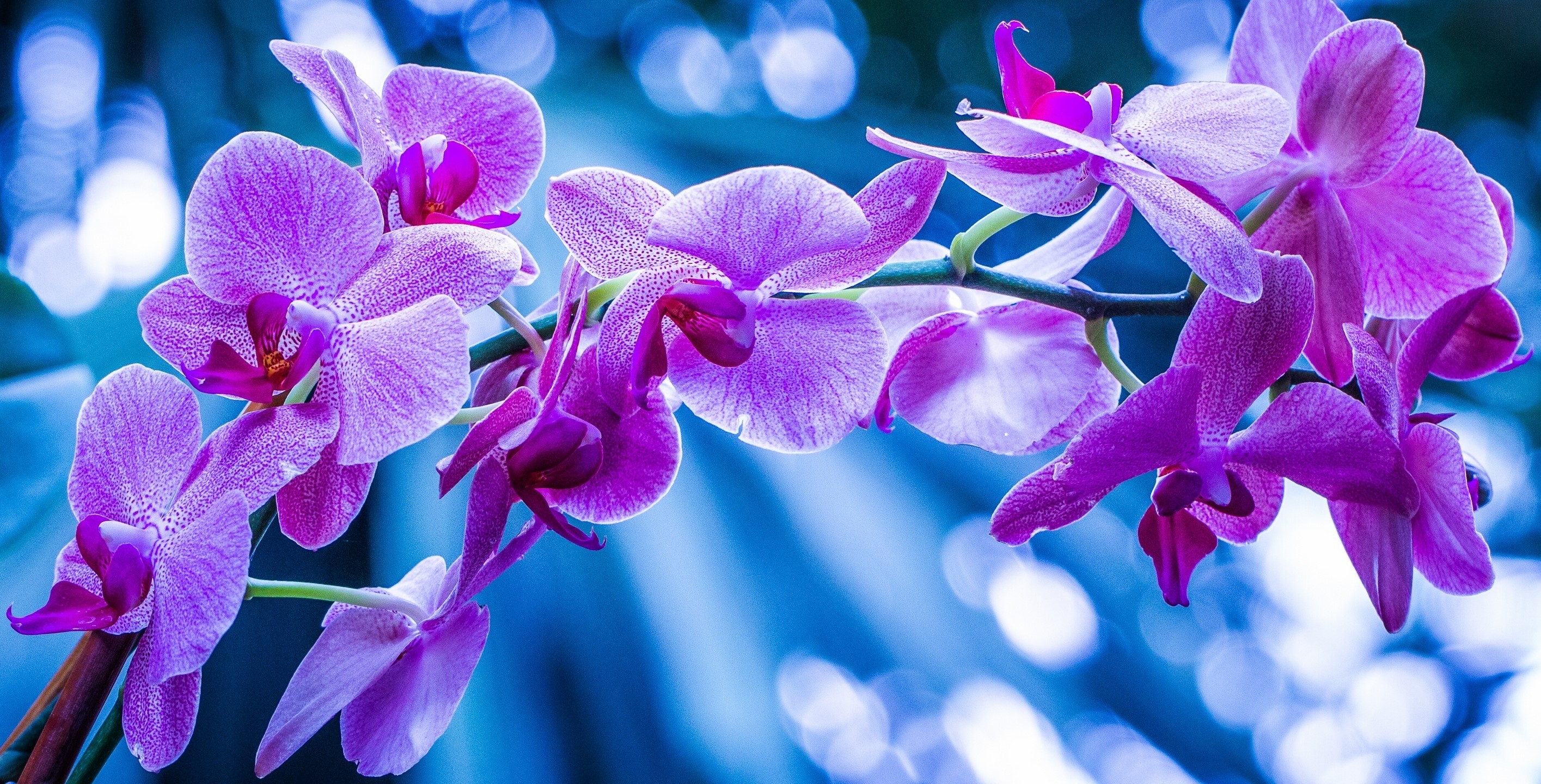 Purple orchids on a branch HD Wallpaper