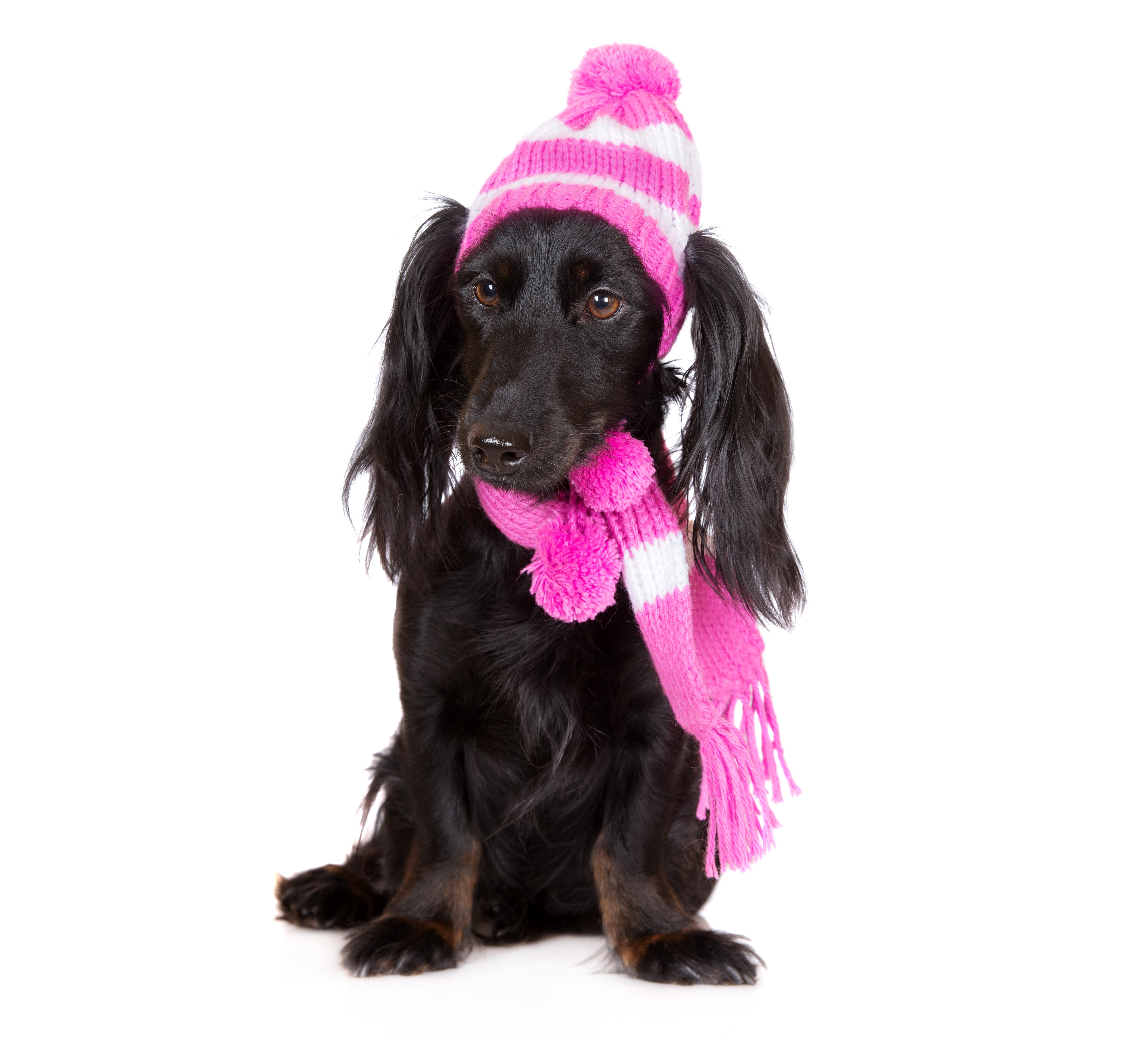 Black Dachshund wearing a pink and white striped winter hat and scarf HD Wallpaper