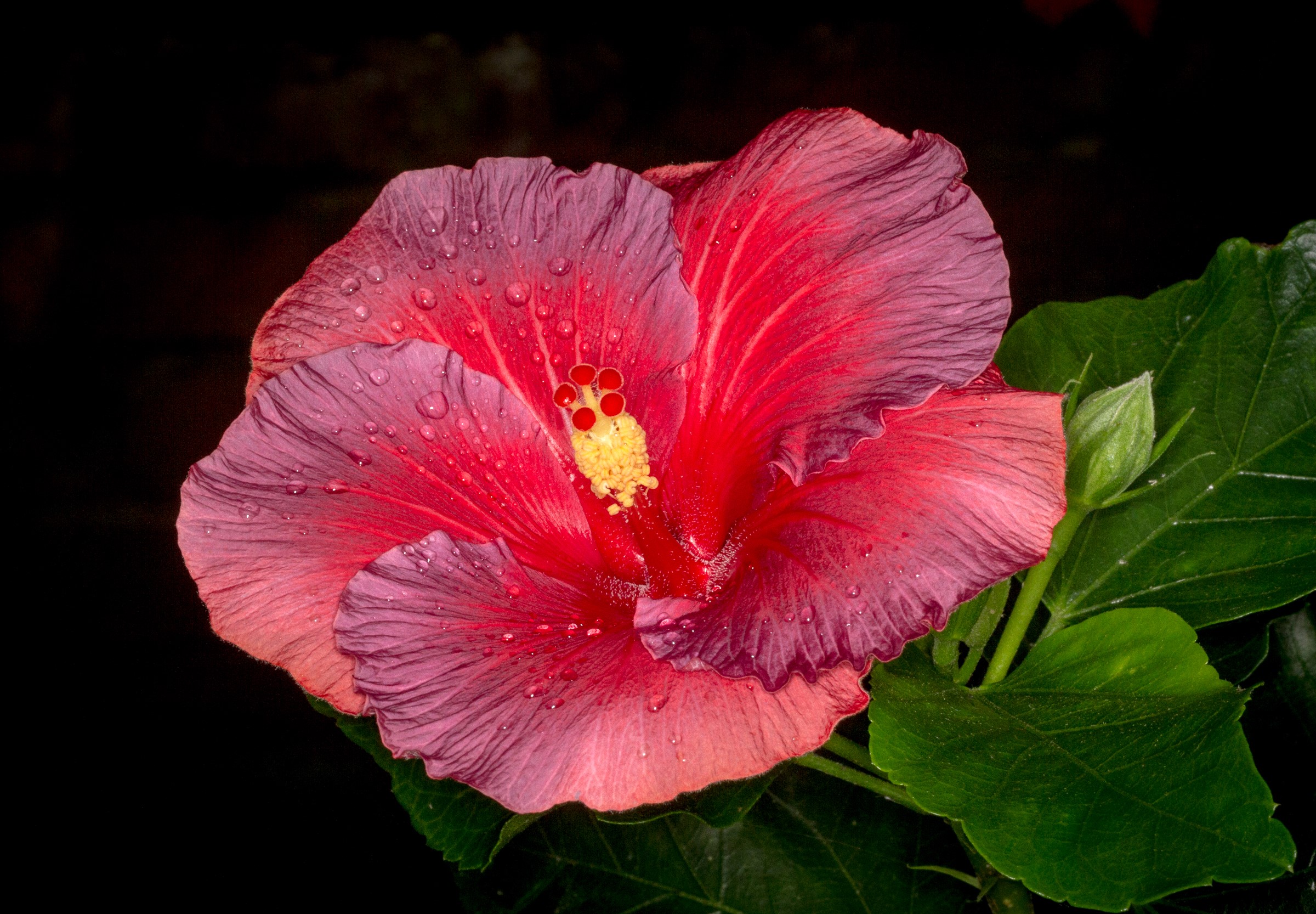 Close-up of a wet red and purple hibiscus flower HD Wallpaper