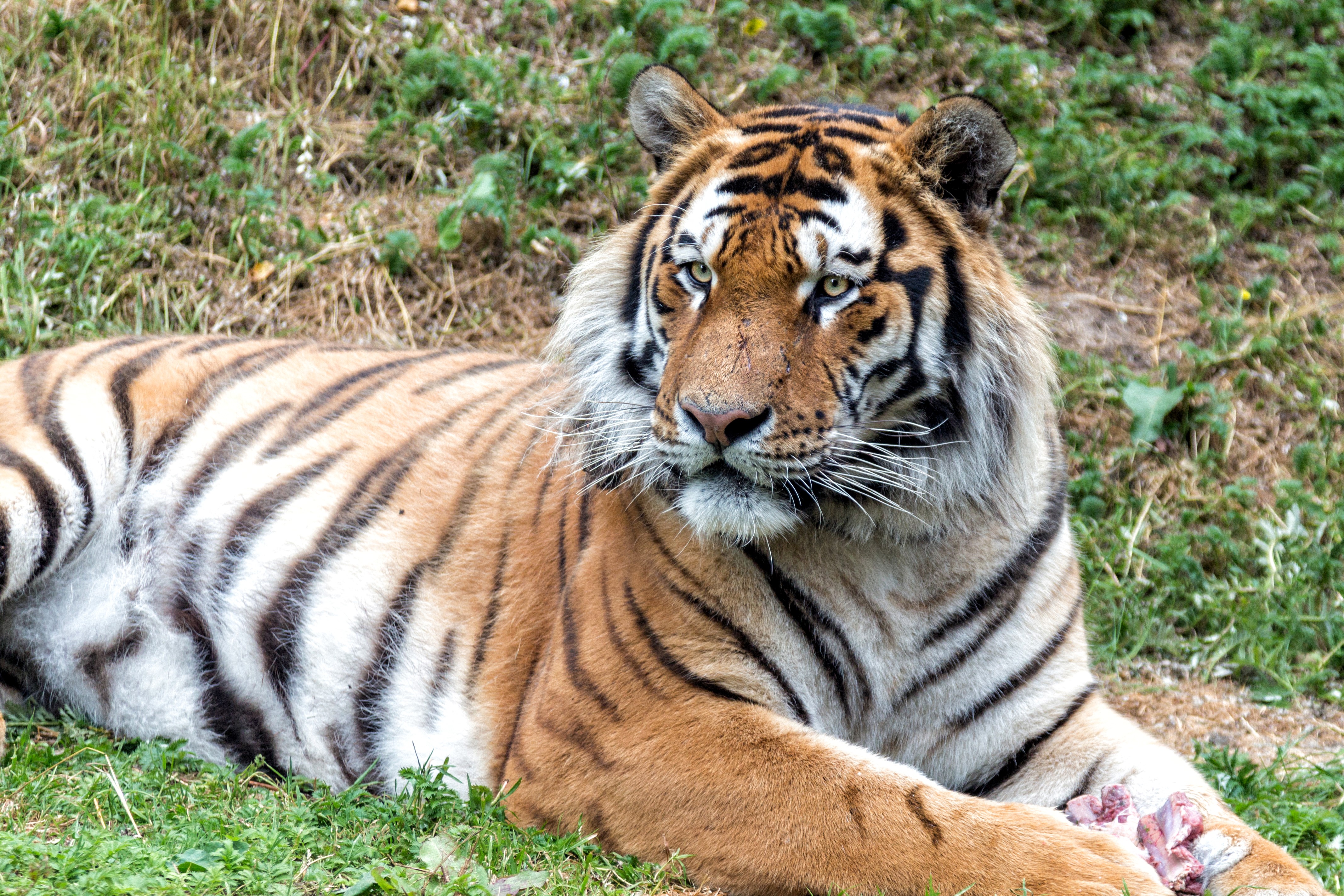 Tiger lying on grass HD Wallpaper