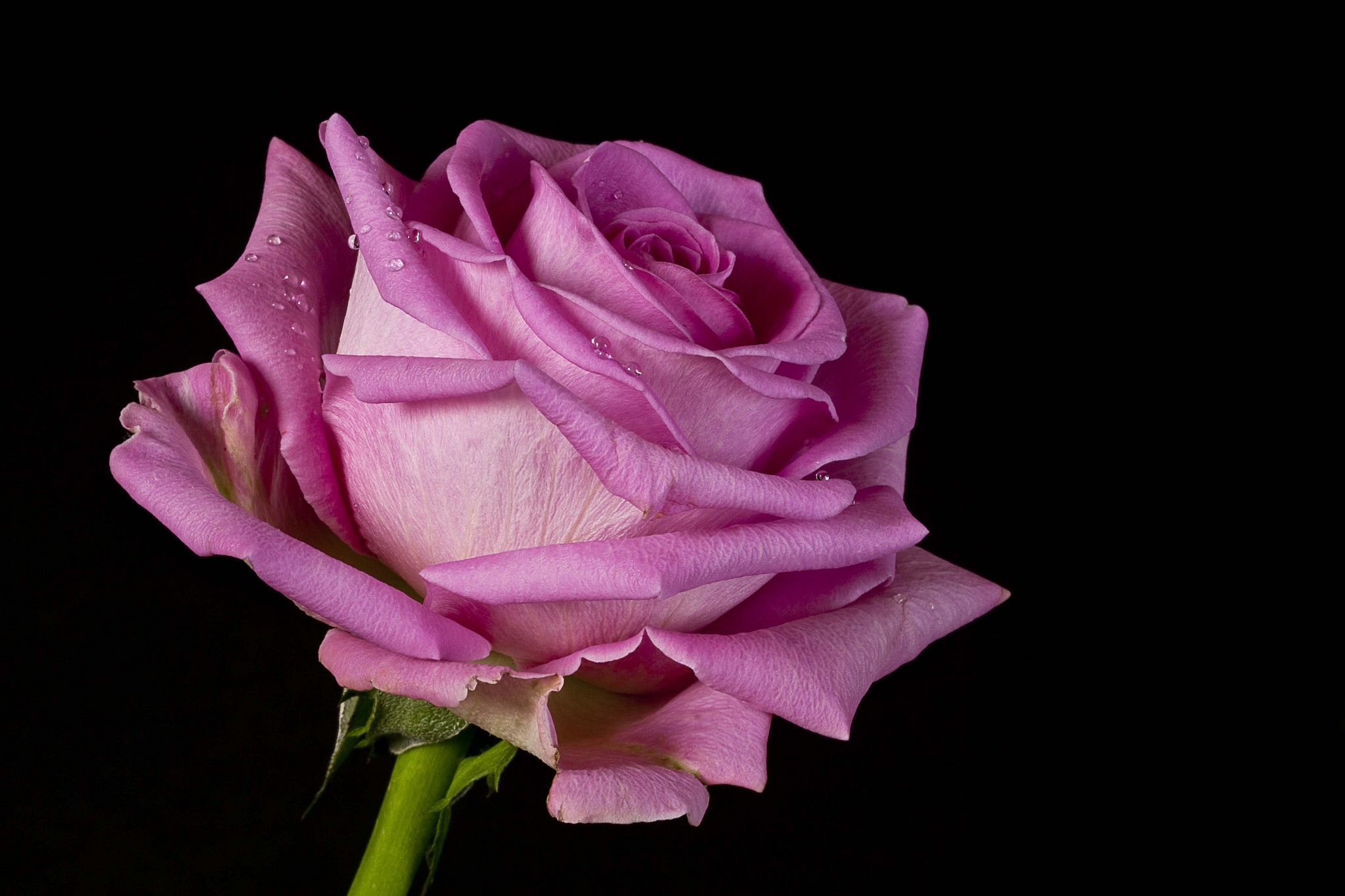 Pink rose with water droplets on black background HD Wallpaper