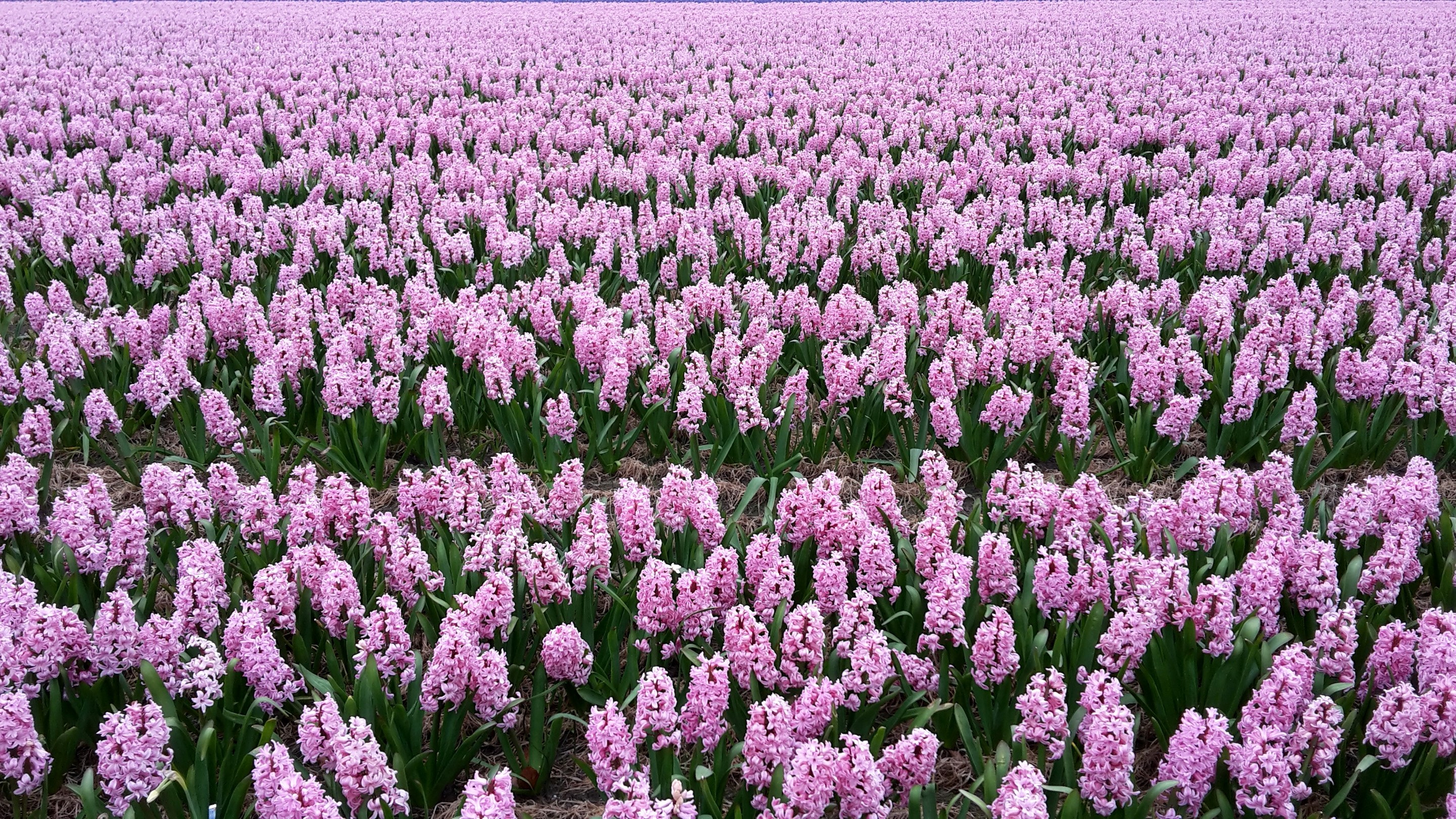 Field of Pink Hyacinths in Bloom HD Wallpaper