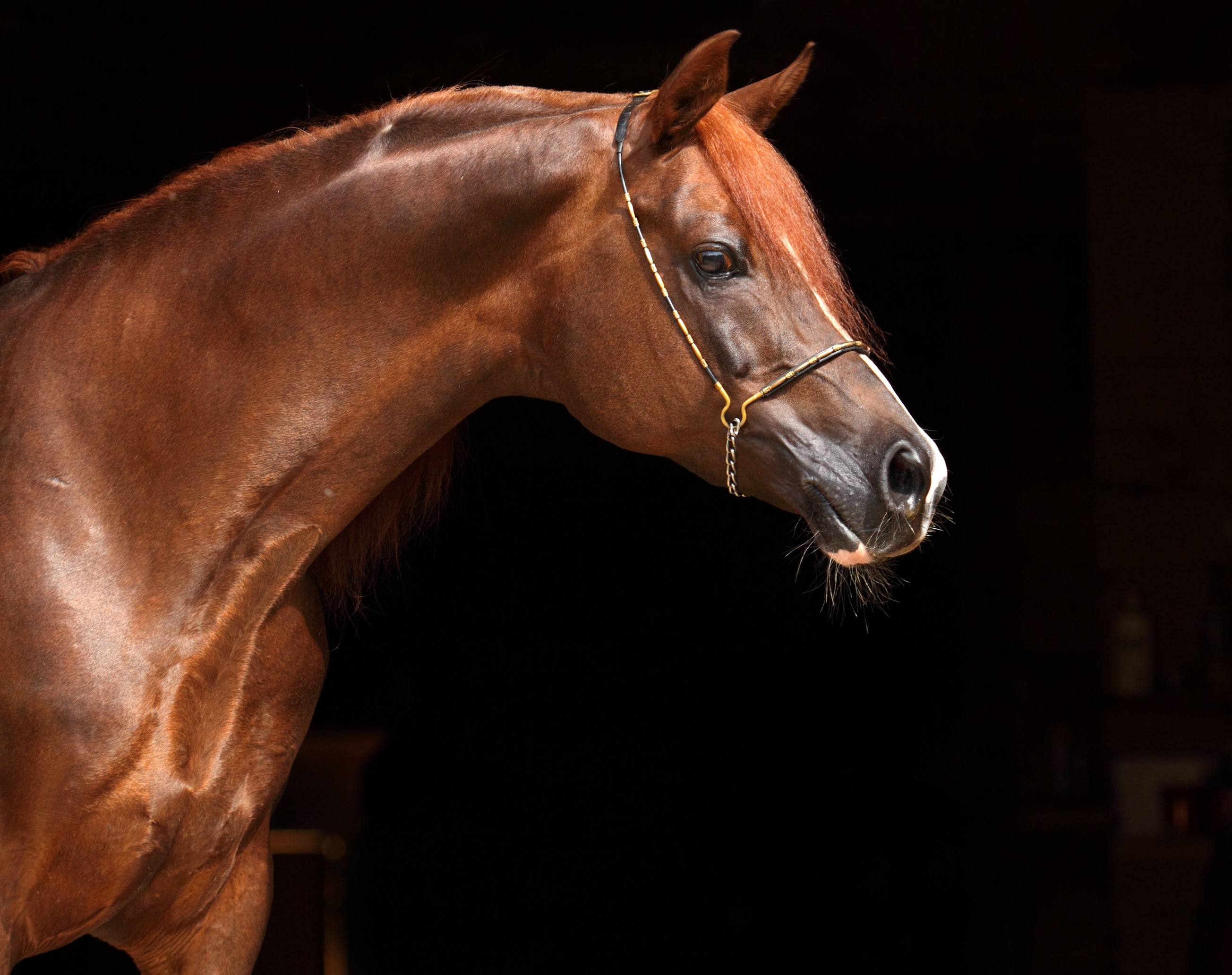 Chestnut horse with a black background HD Wallpaper
