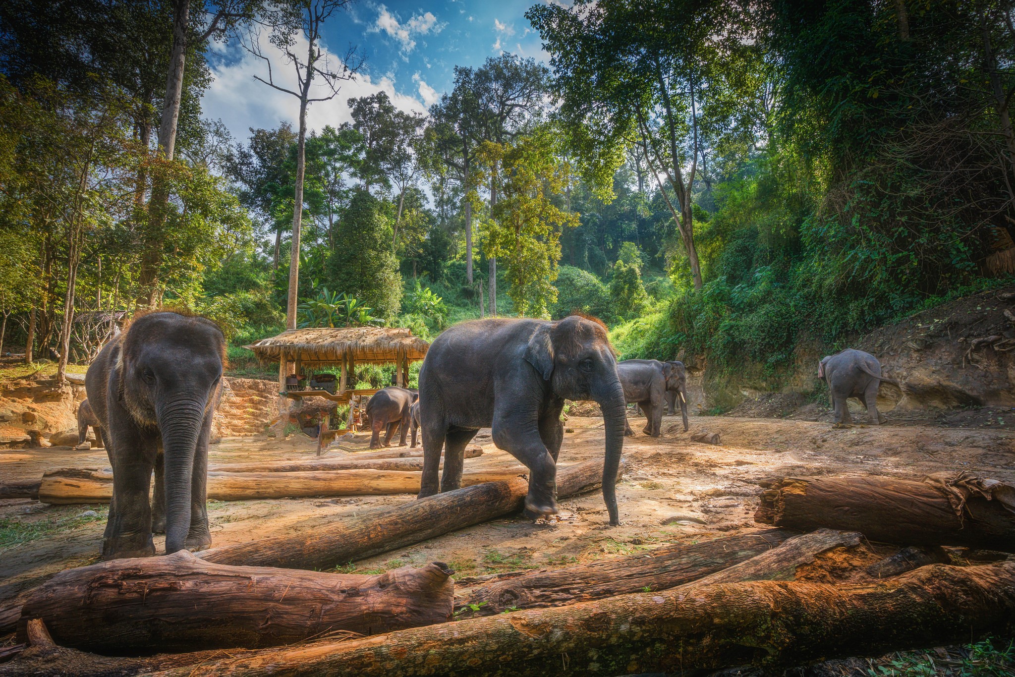 Elephants in a forest sanctuary in Chiang Mai, Thailand HD Wallpaper