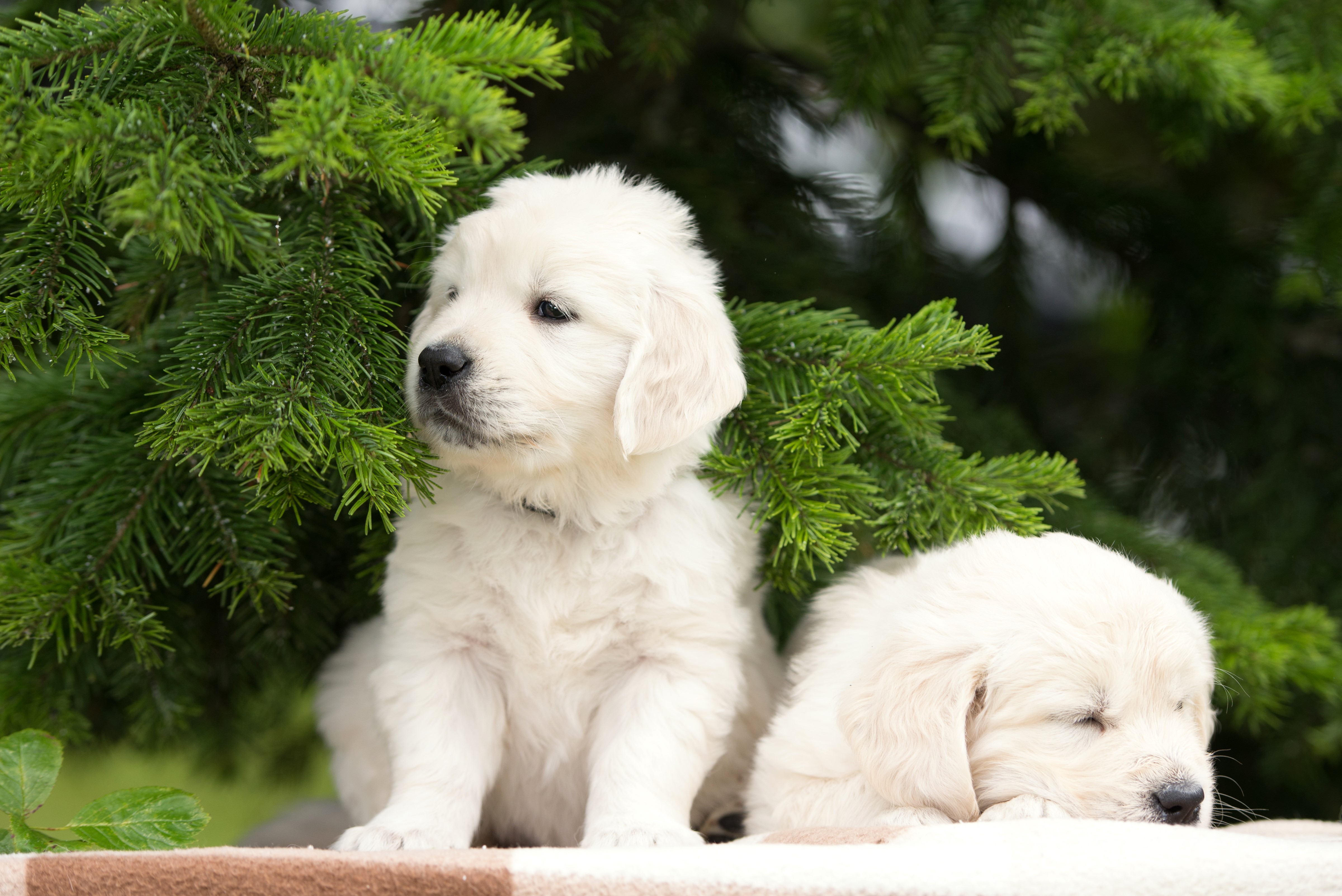 Two Golden Retriever Puppies Near Pine Tree HD Wallpaper