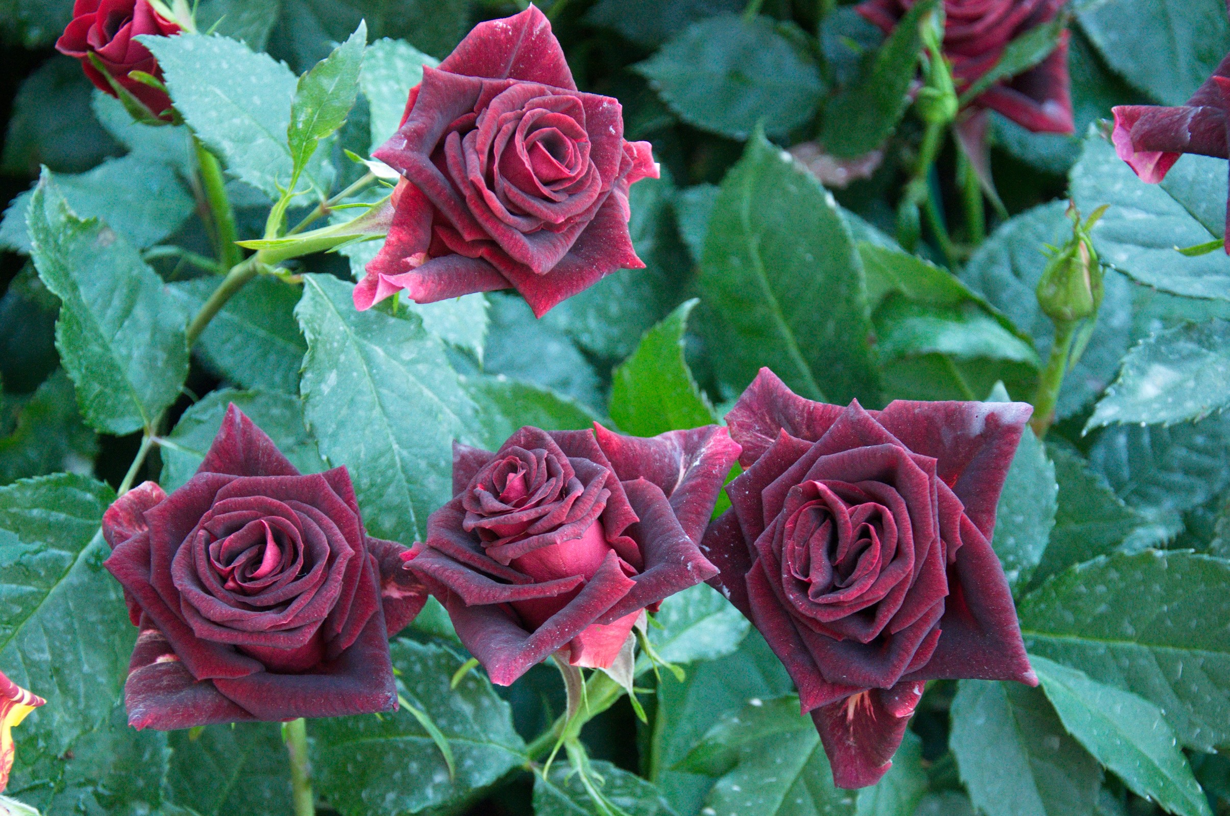 Deep red roses with green leaves HD Wallpaper