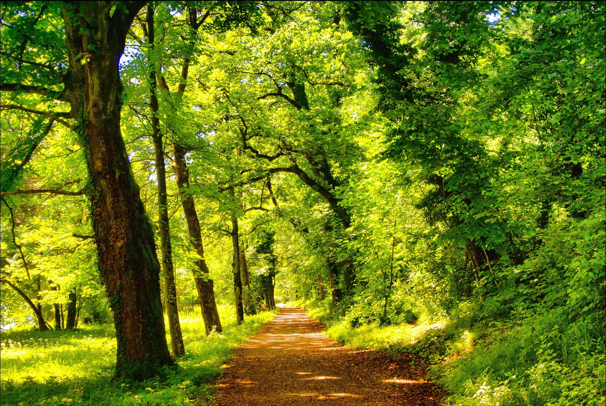 A sun-dappled forest path lined with trees HD Wallpaper