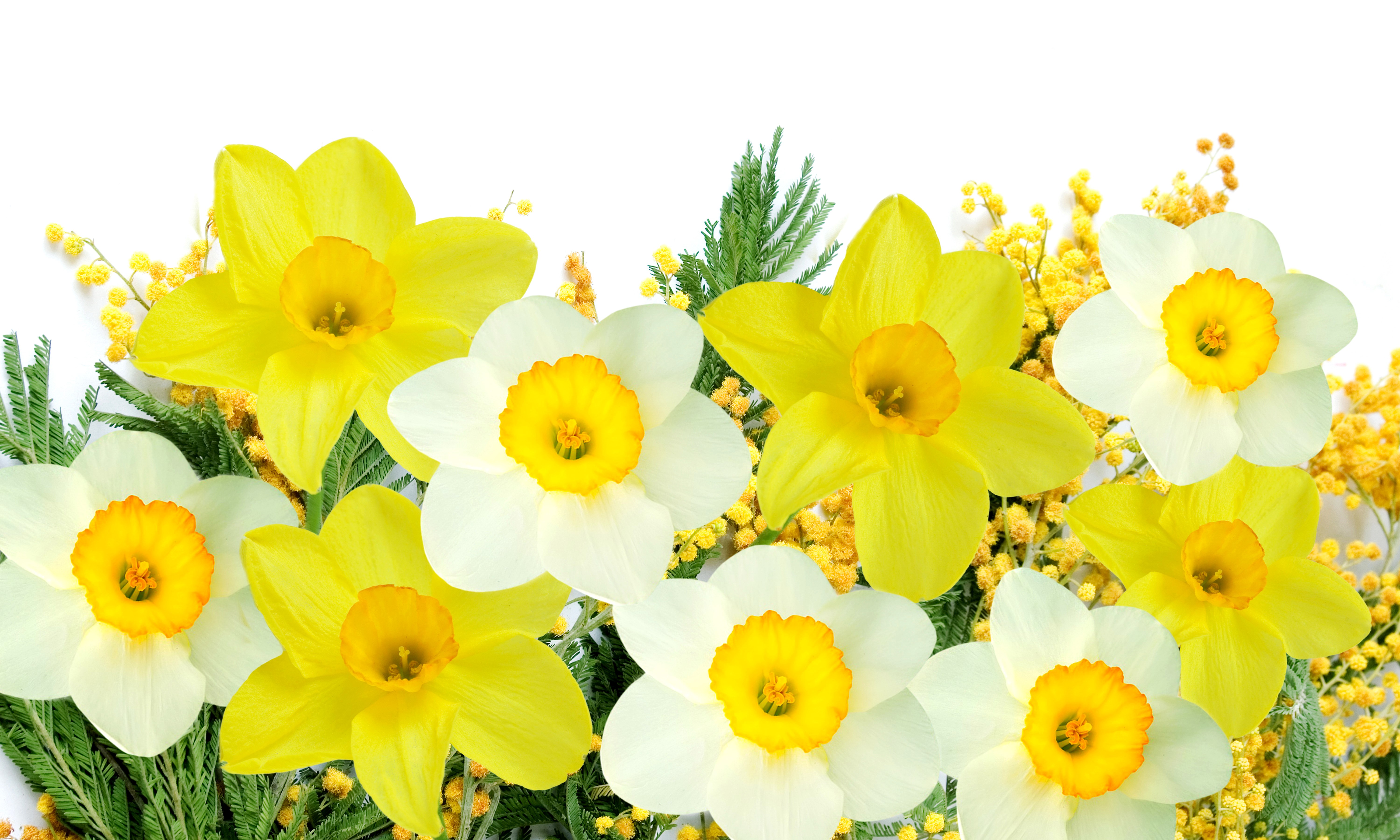 Daffodils and Mimosa Flowers on White Background HD Wallpaper